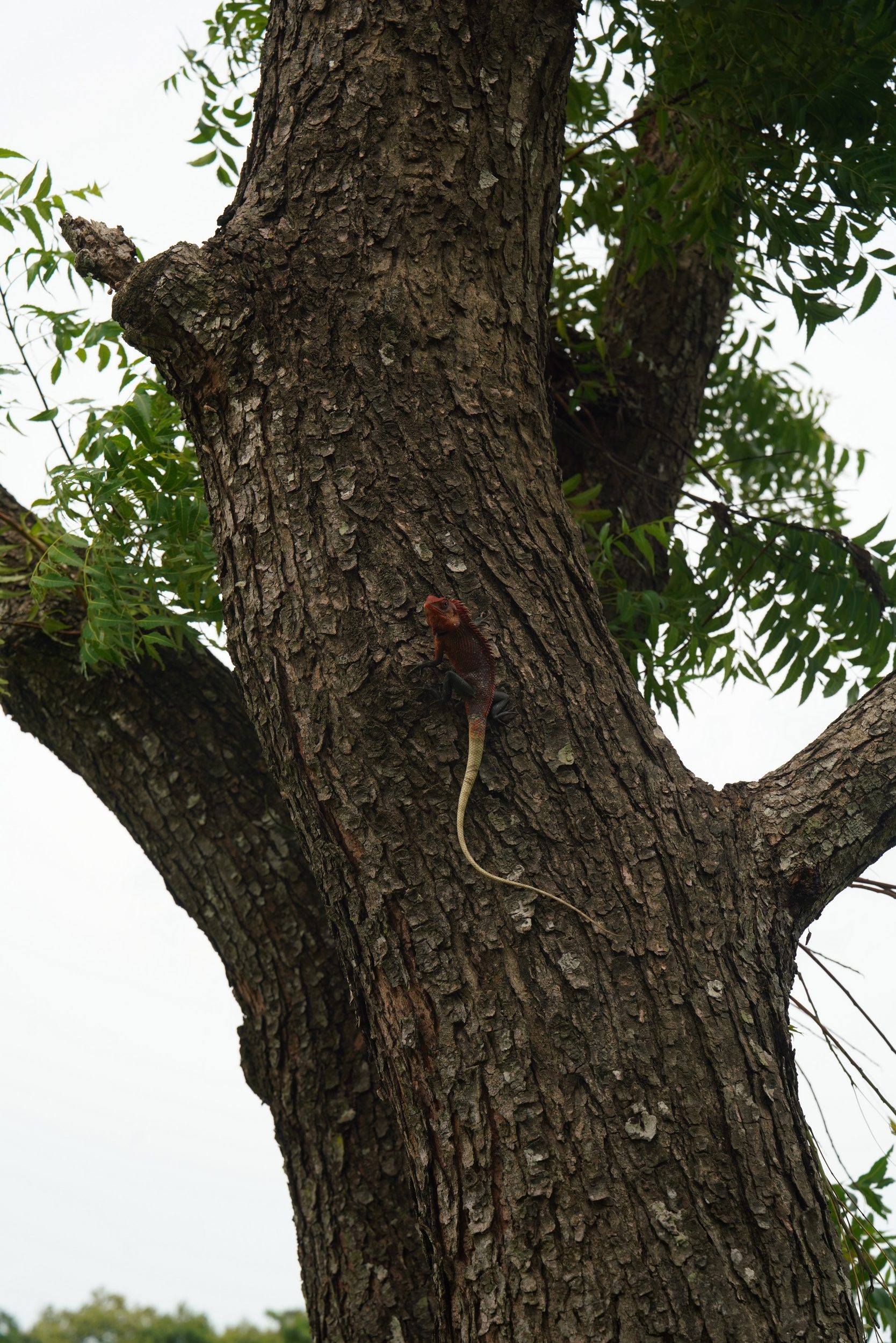Eine rote Echse im Baum
