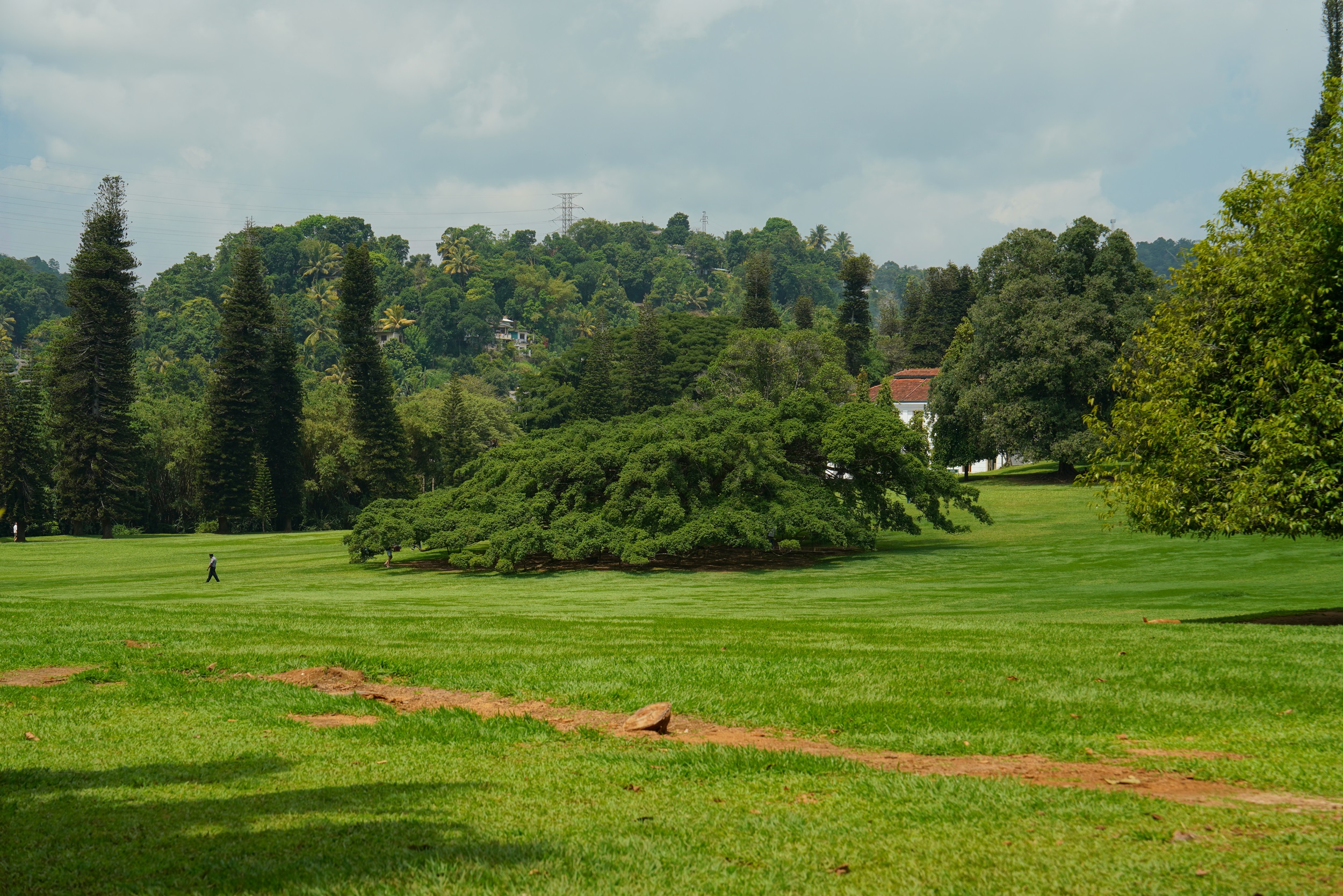 Ficus Benjamini, der war mal viel Größer