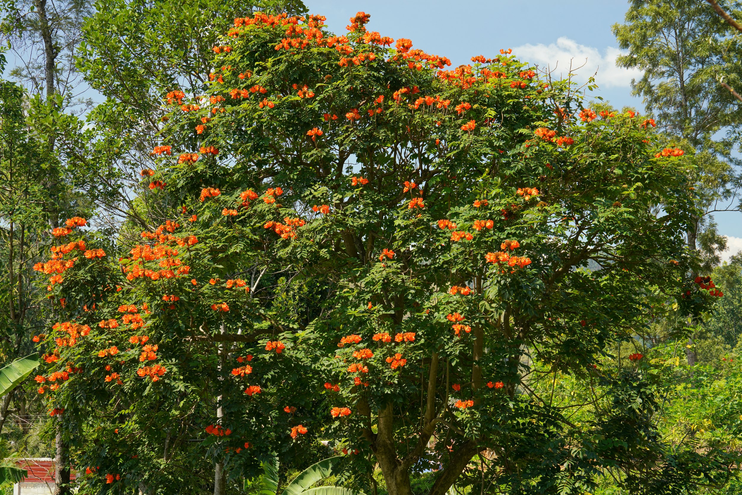 Feuerbaum, oder so ähnlich, sieht jedenfalls gut aus