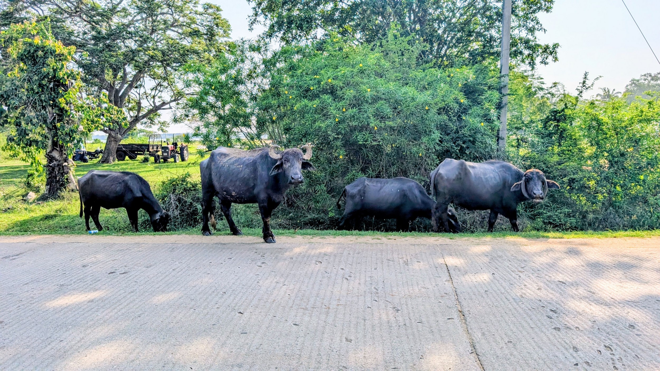Wasserbüffel im Süden