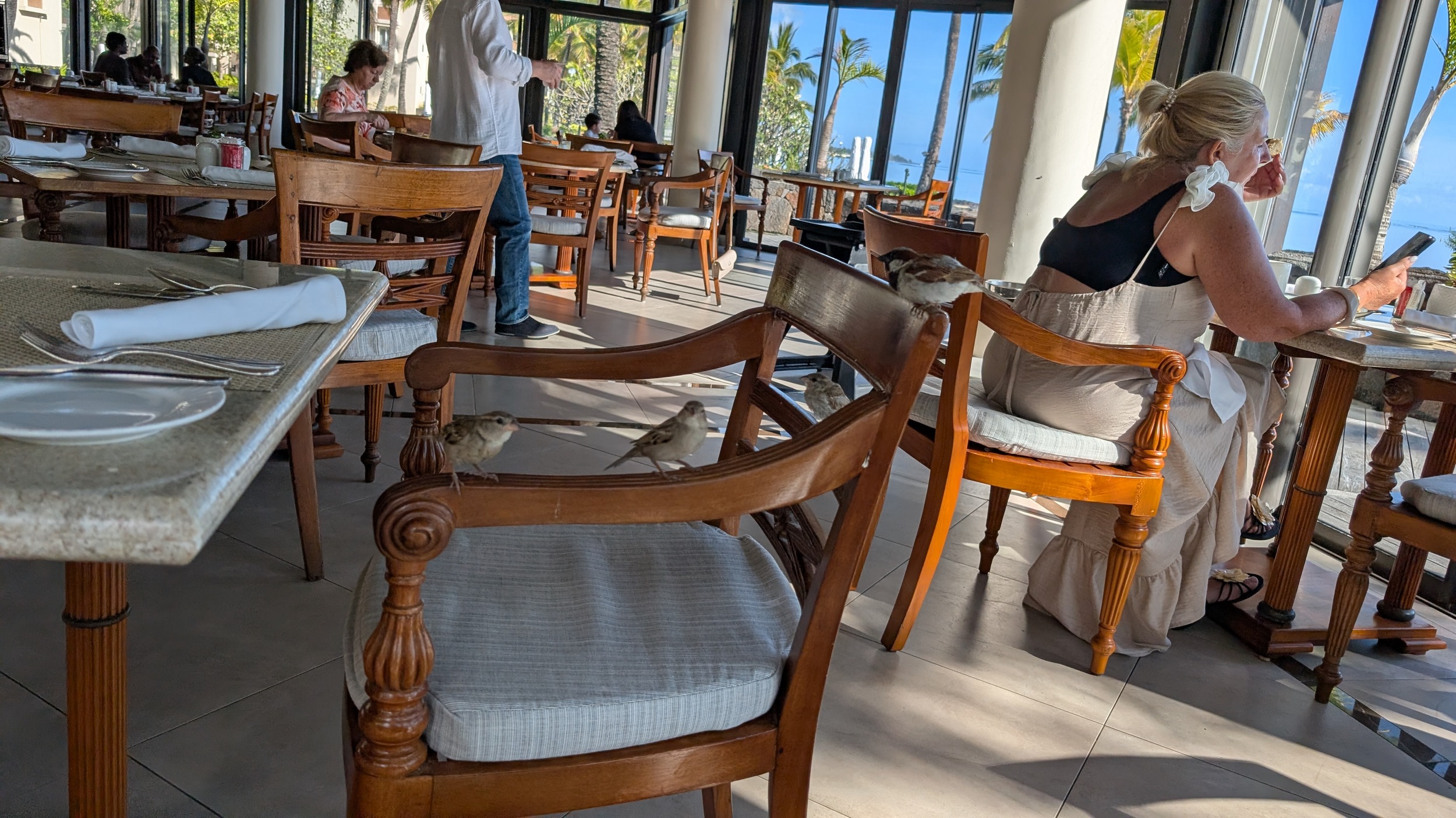 Hunrige Vögel beim Frühstück