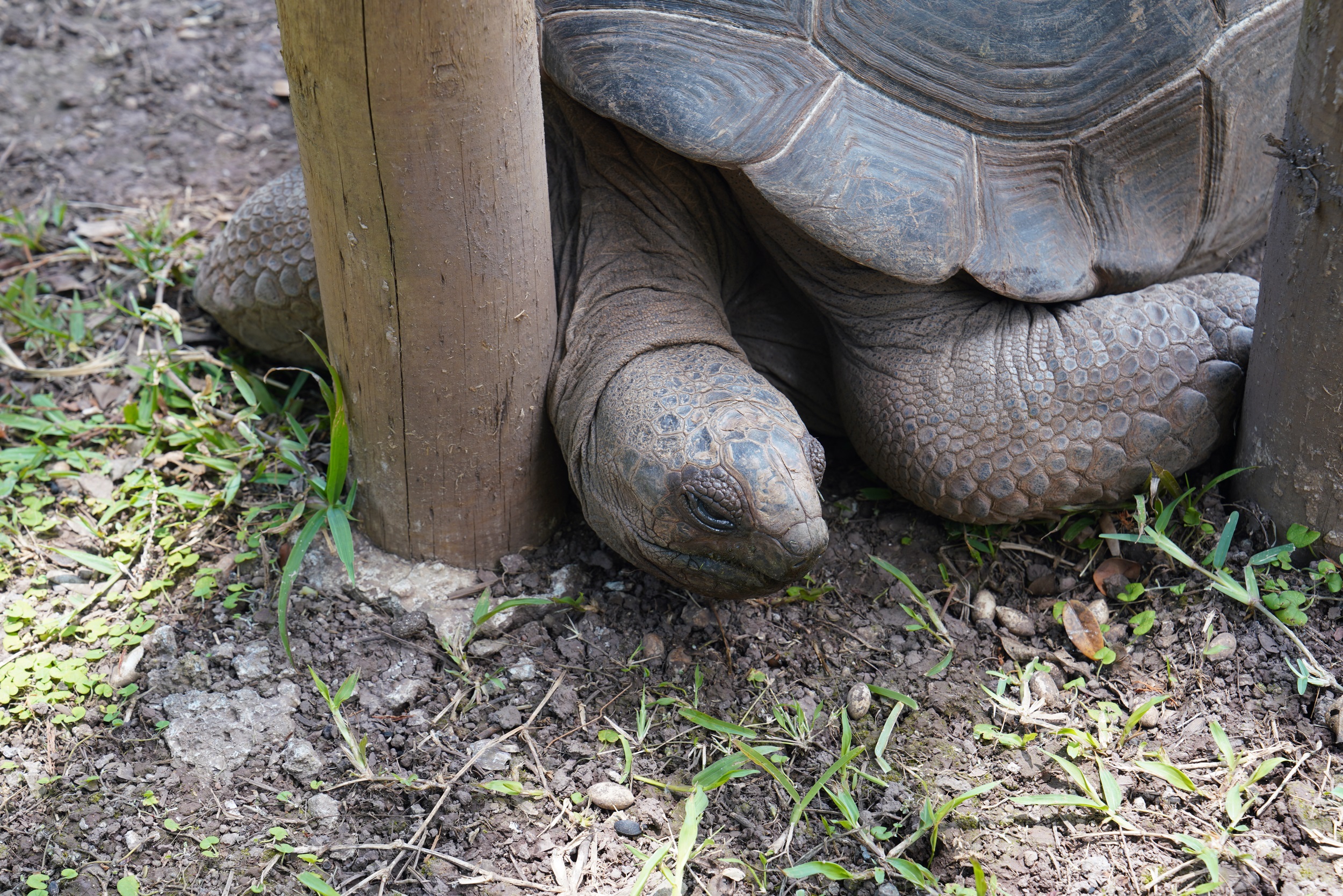Lethargische Schildkröte
