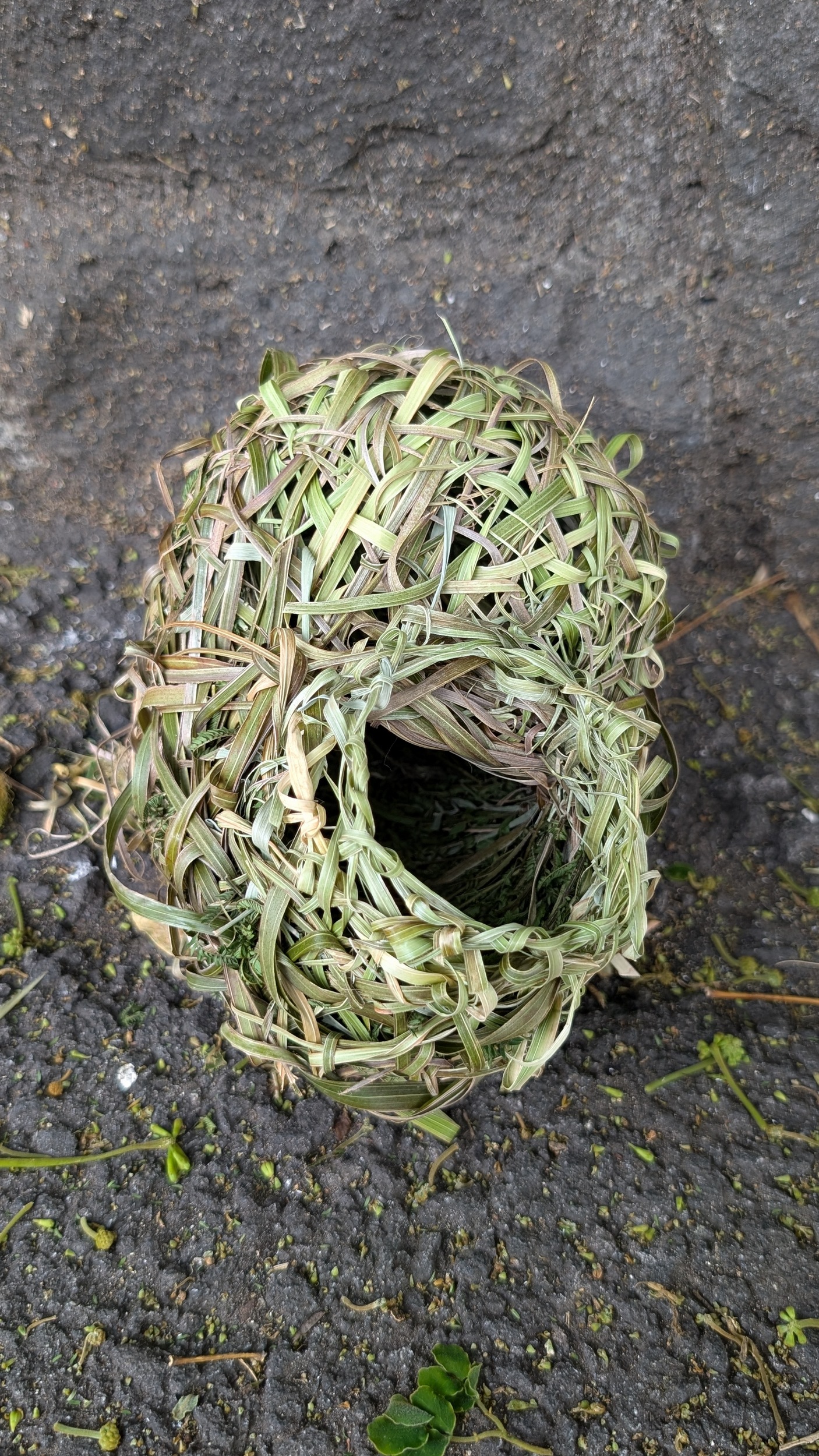 Heruntergefallenes Webervogelnest - in Port Louis