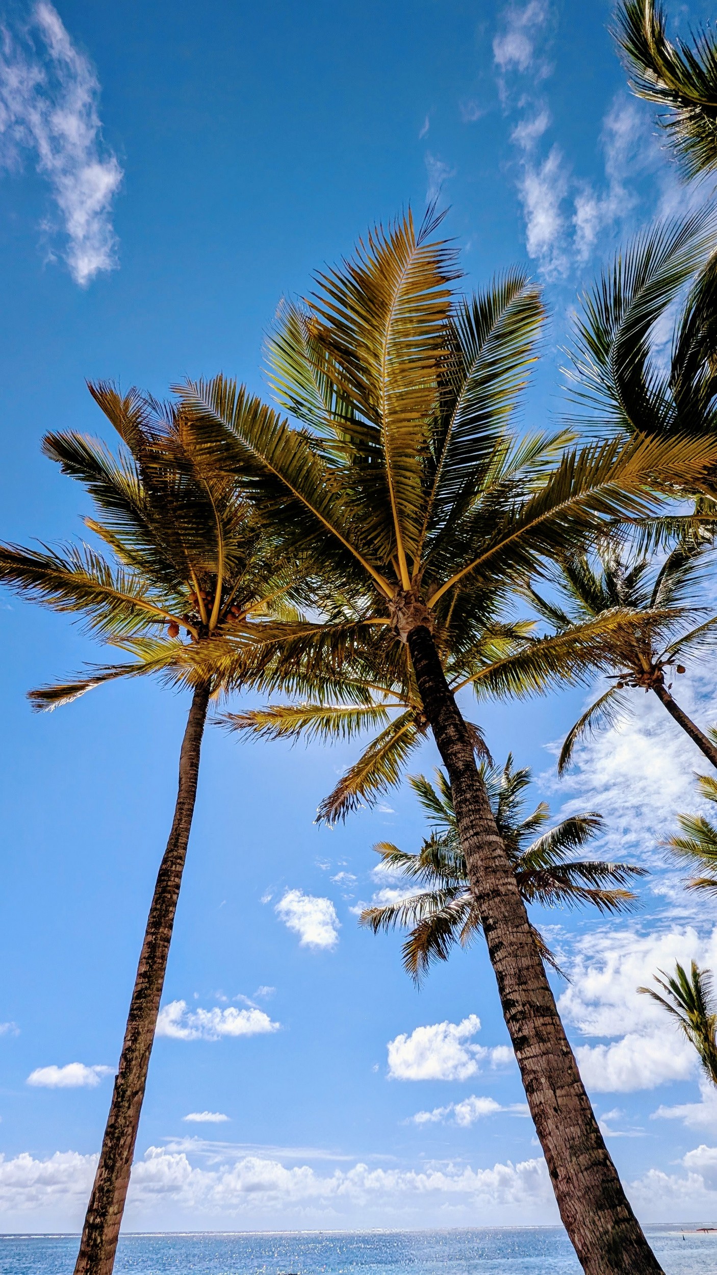 Srand mit Kokospalmen - Bacardi Werbung