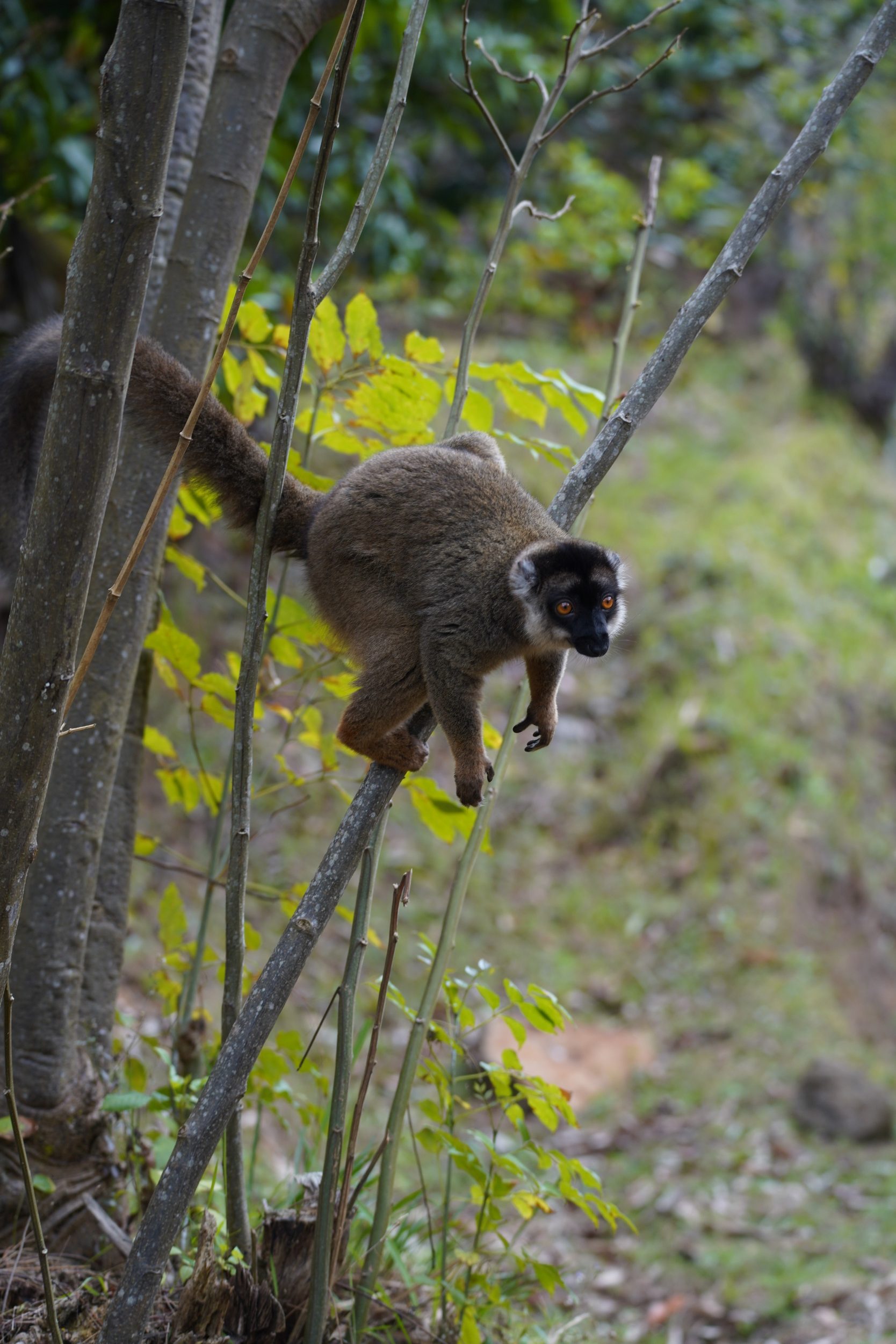 Lemur im Réserve Peyrieras
