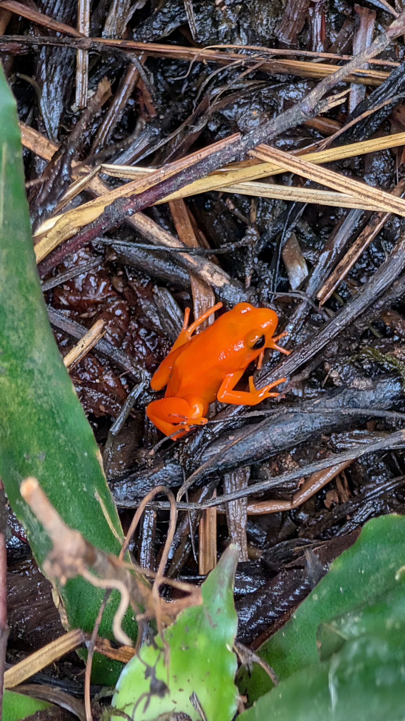 Frosch, orange