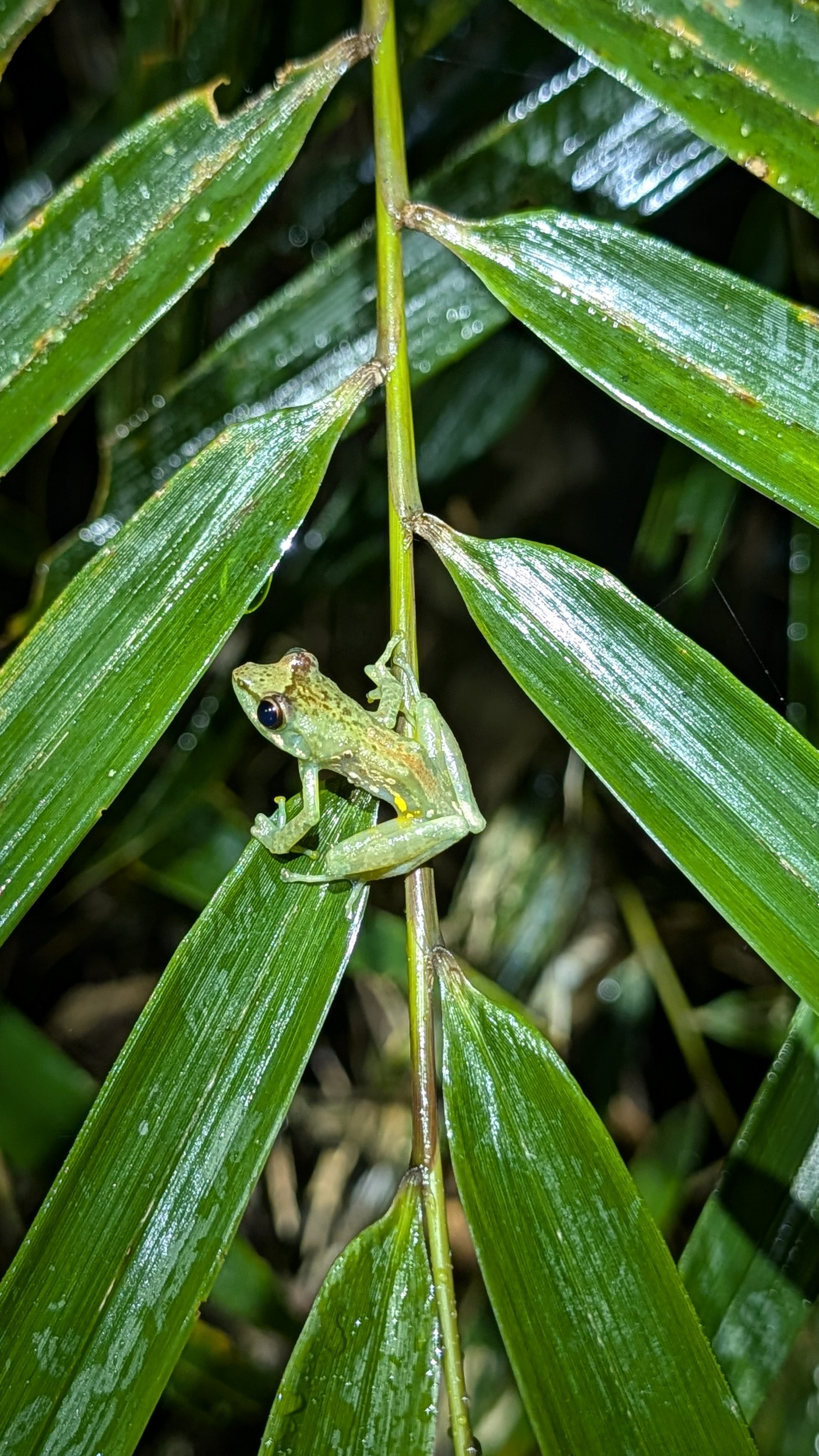 Frosch auf der Nachtwanderung
