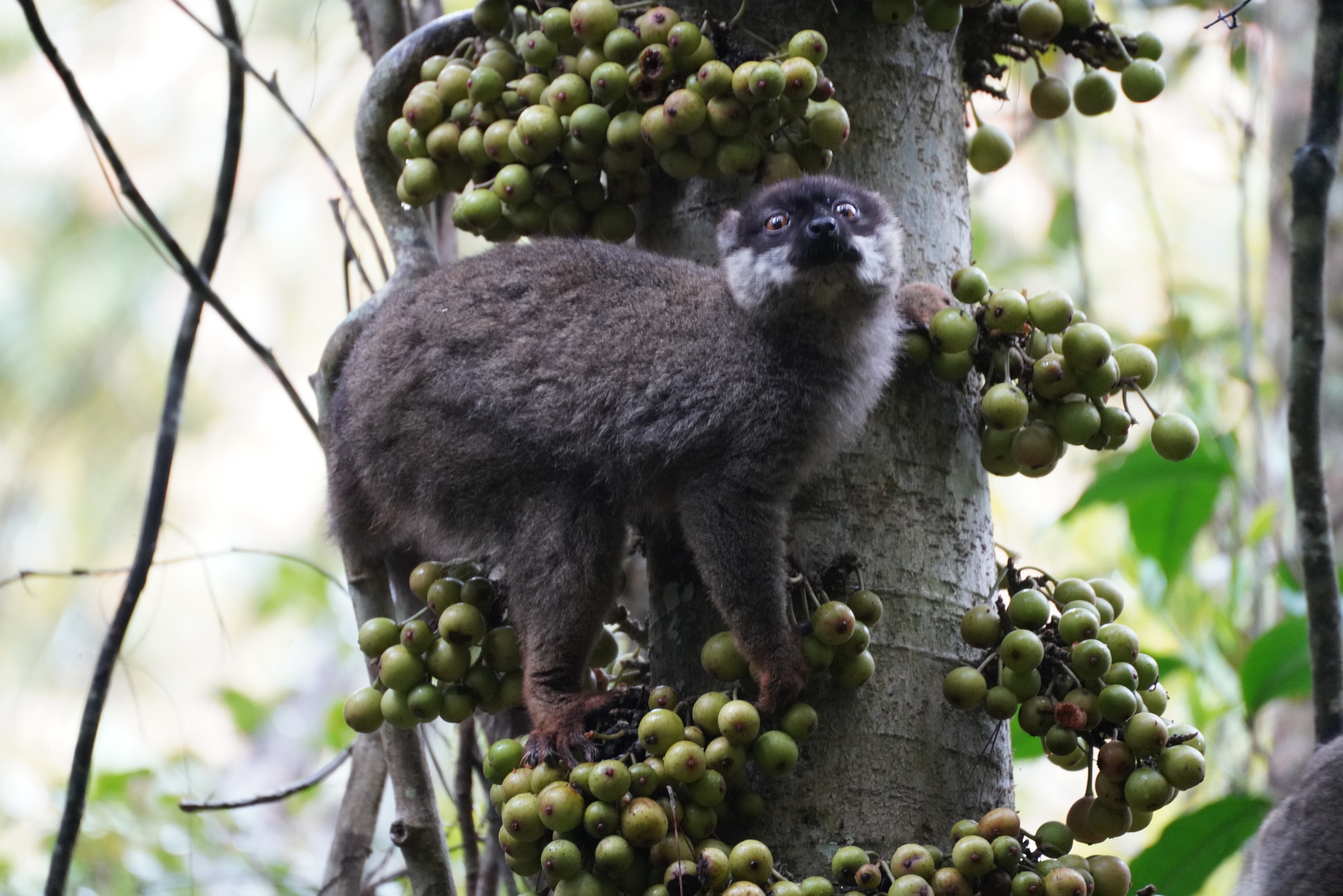 Brauner Lemur