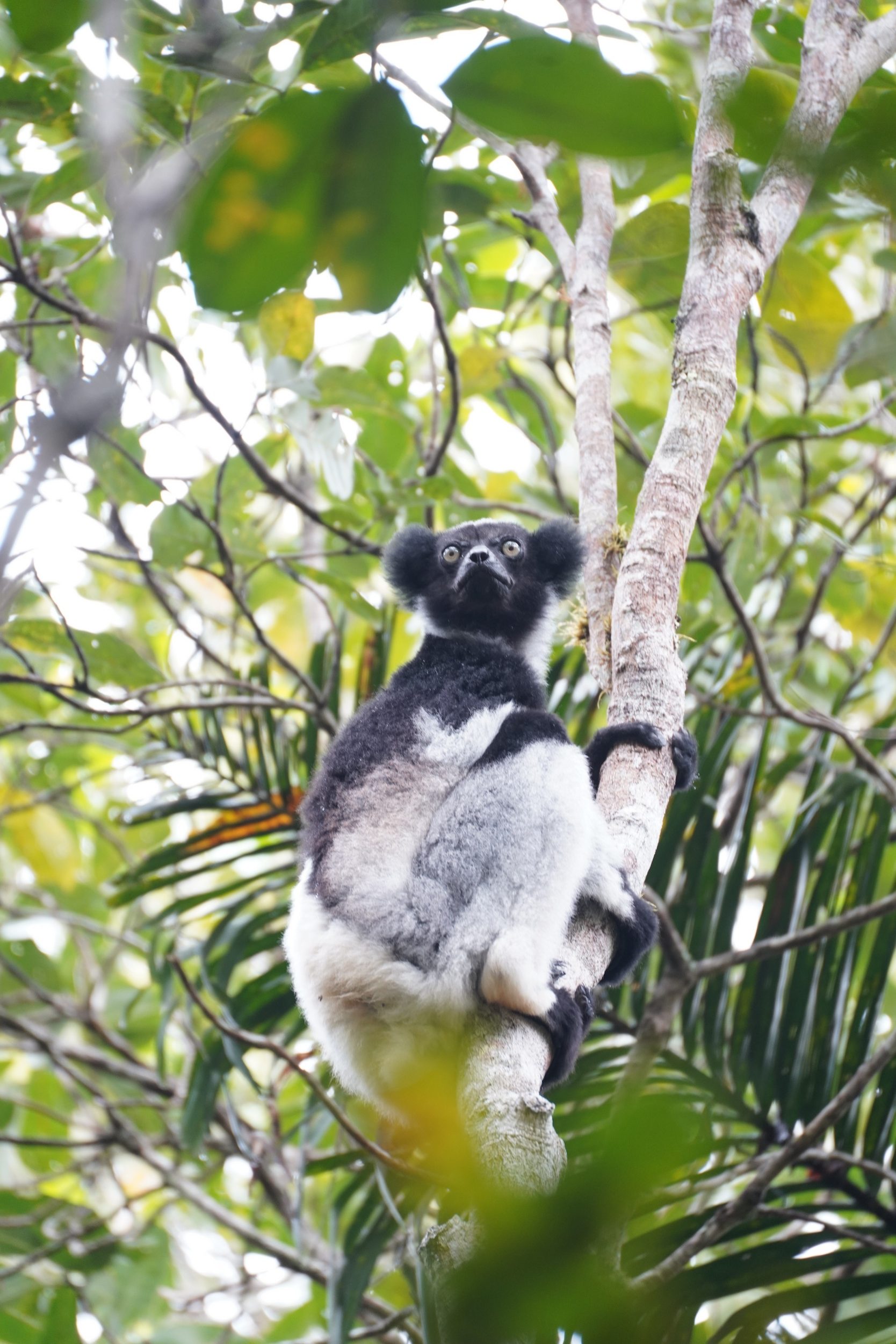 Indri Lemur