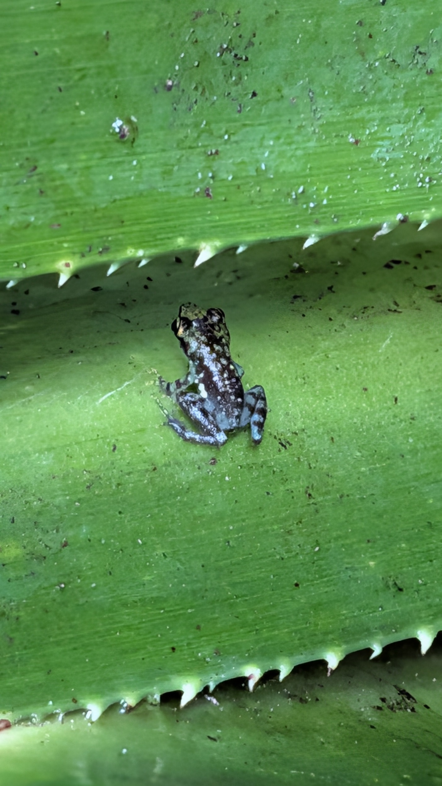 Frosch, winzig klein