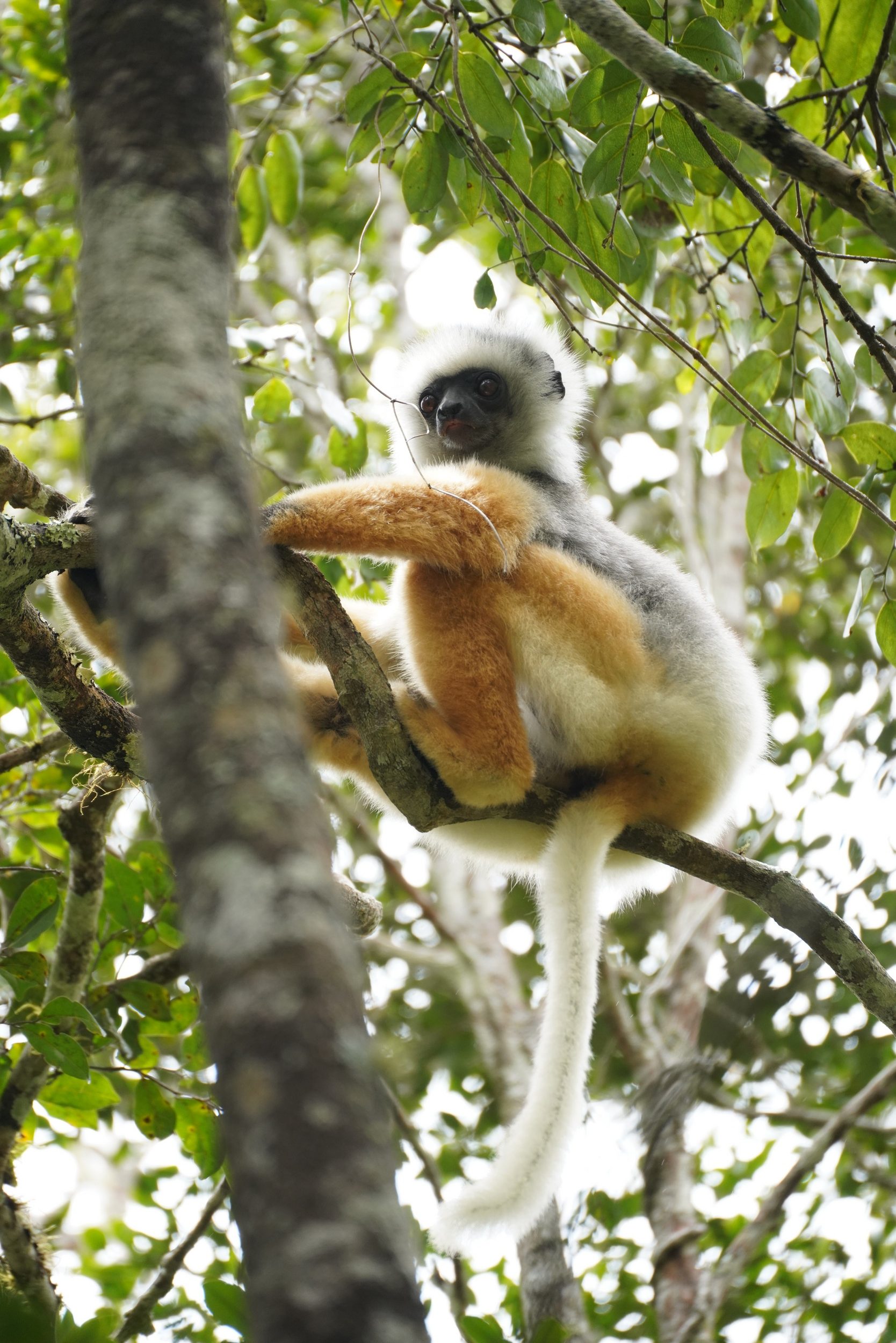 Oranger- bzw. Tanzlemur