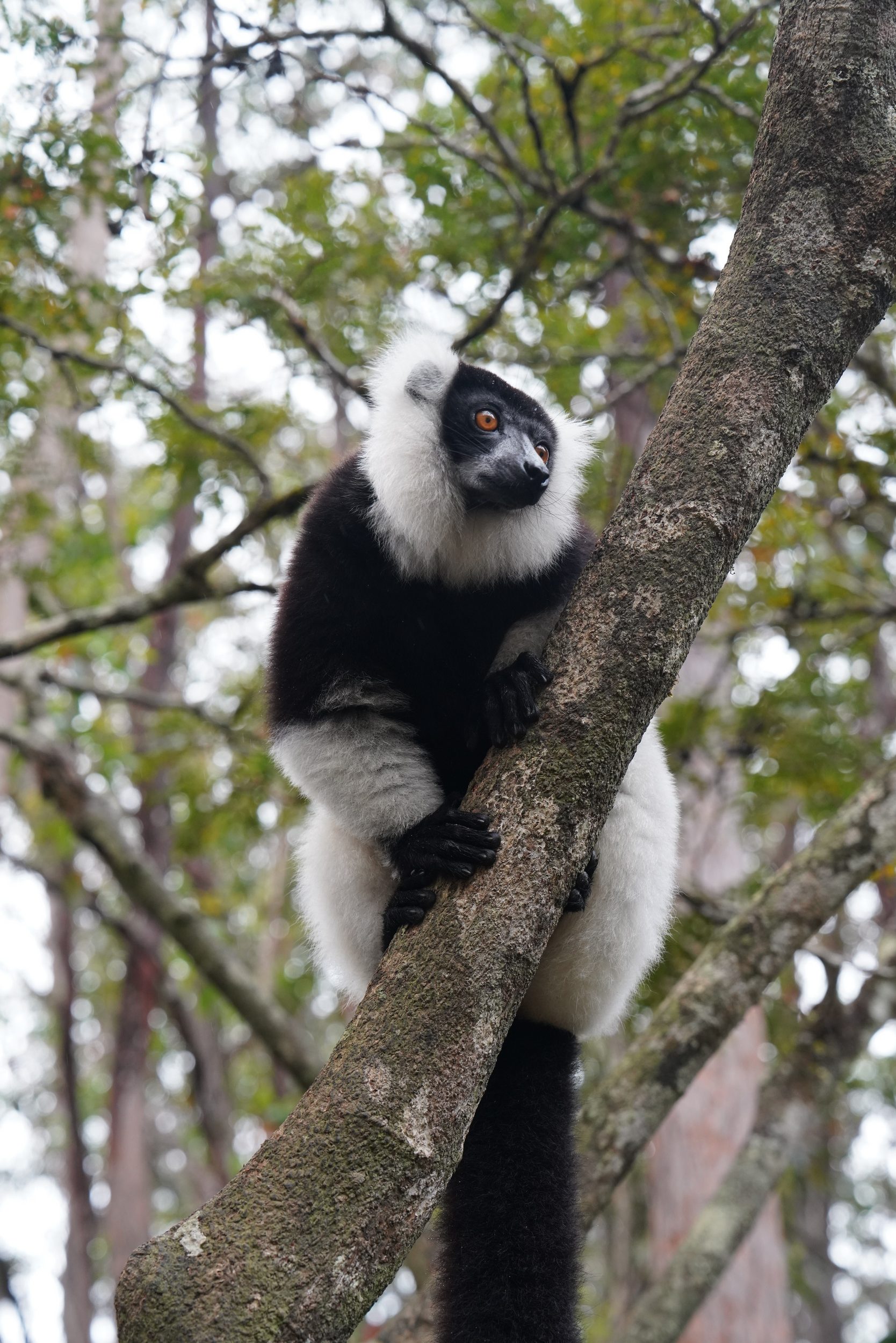 Schwarz-Weisser-Lemur