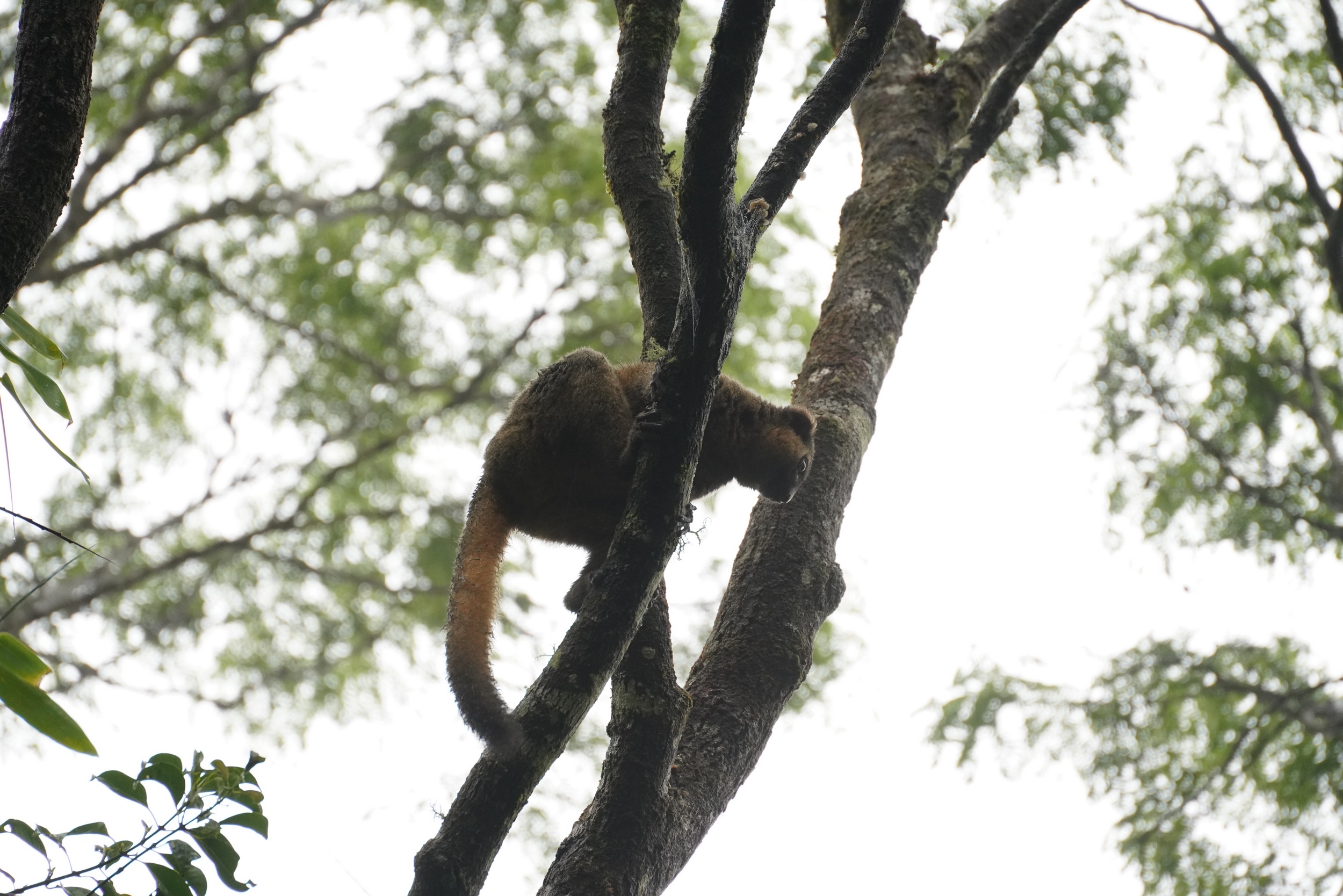Golden Bambus Lemur