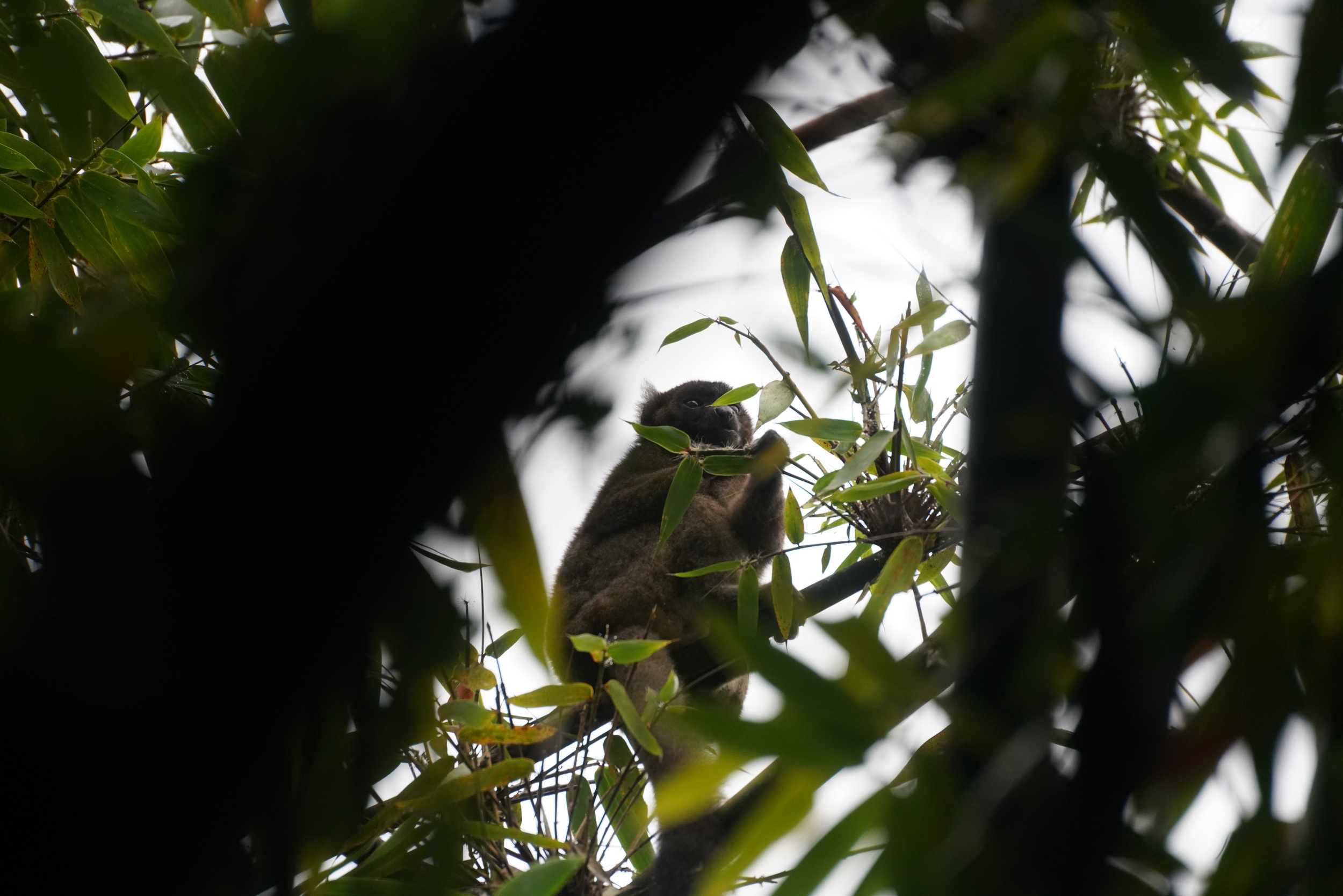Der einsame Lemur