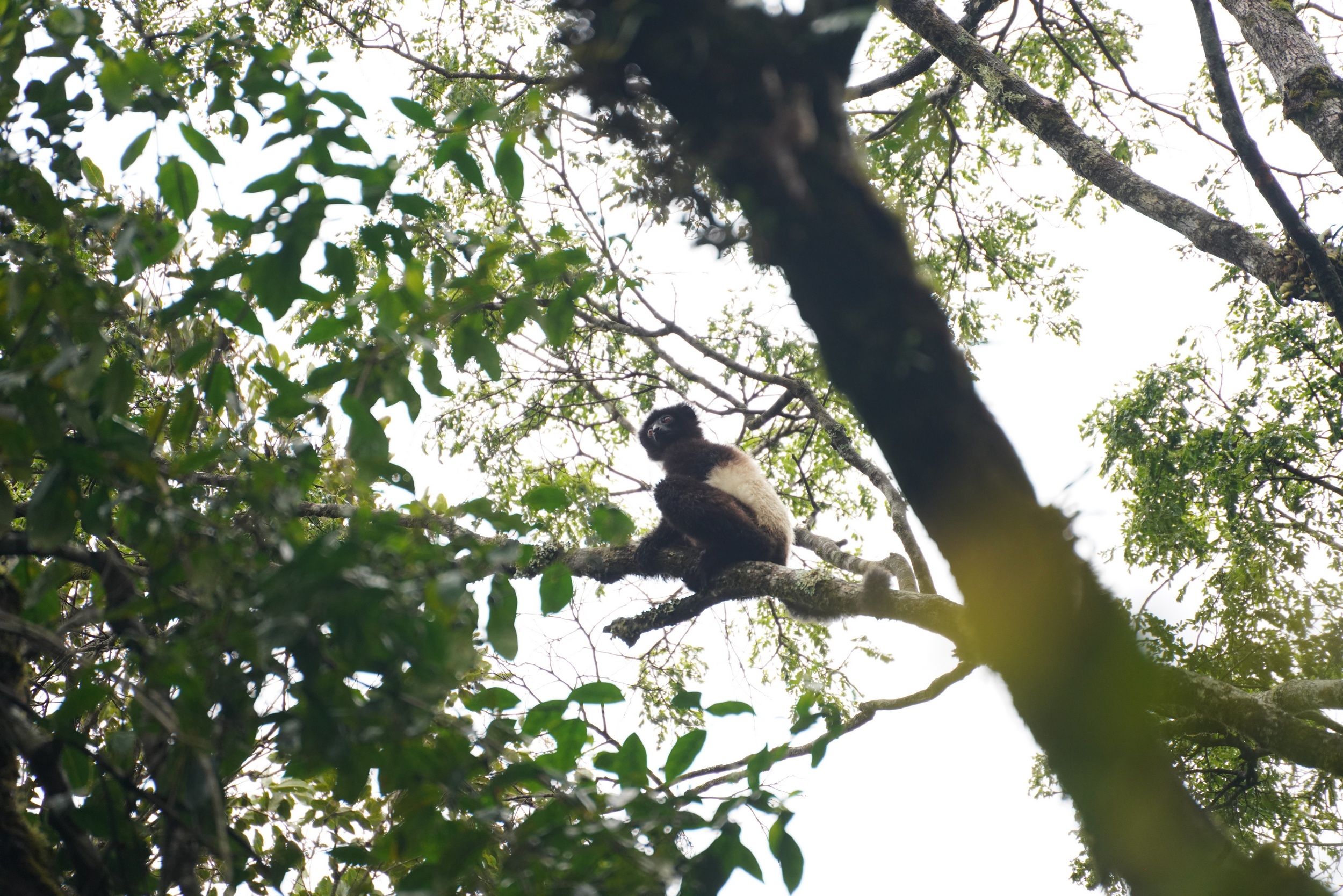 Schwarz-Weisser-Lemur