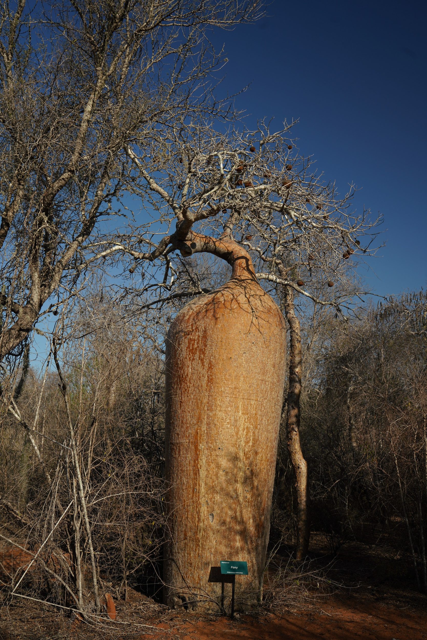 Baobab im Reniala Reserve