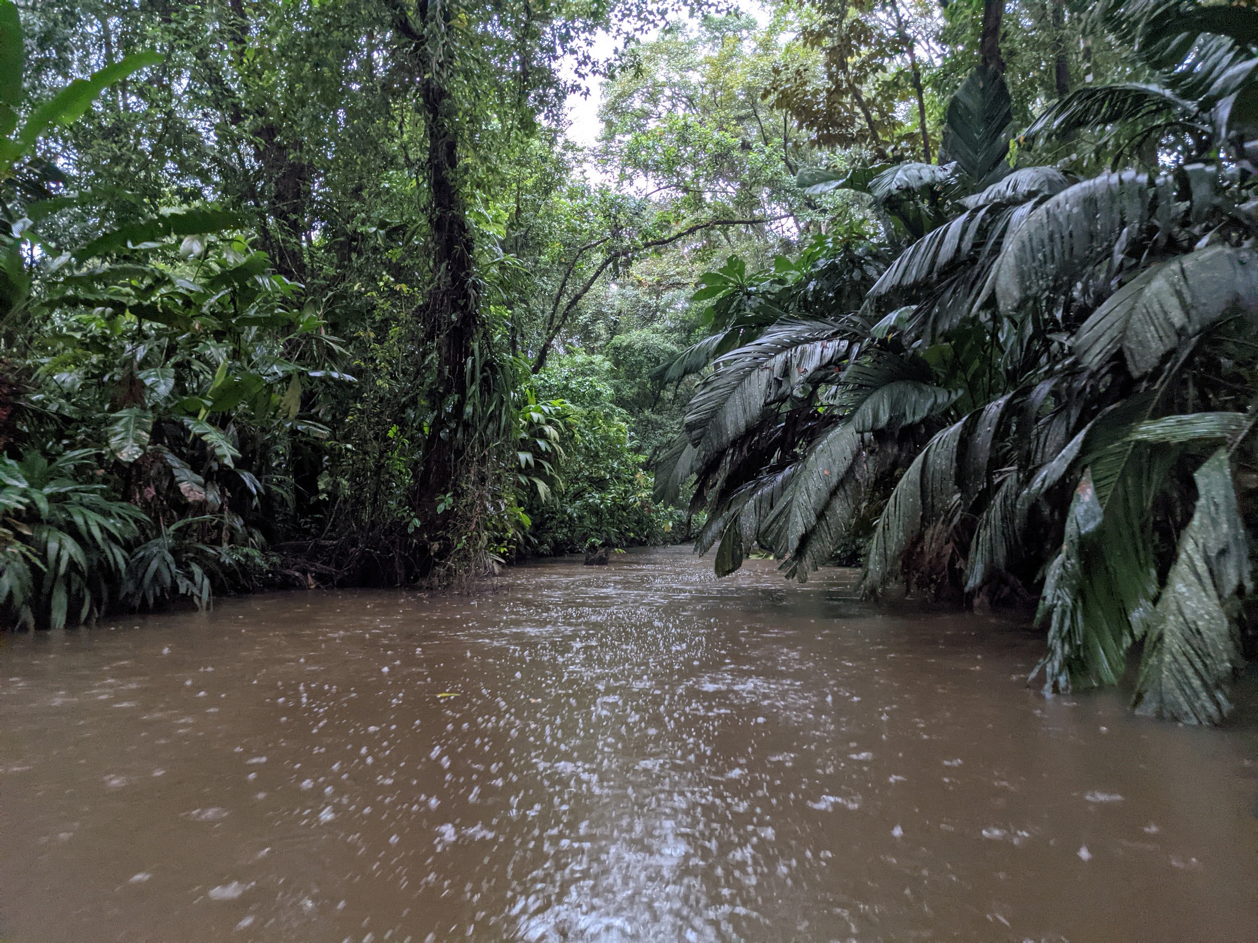Rainforest and a lot liquid sun