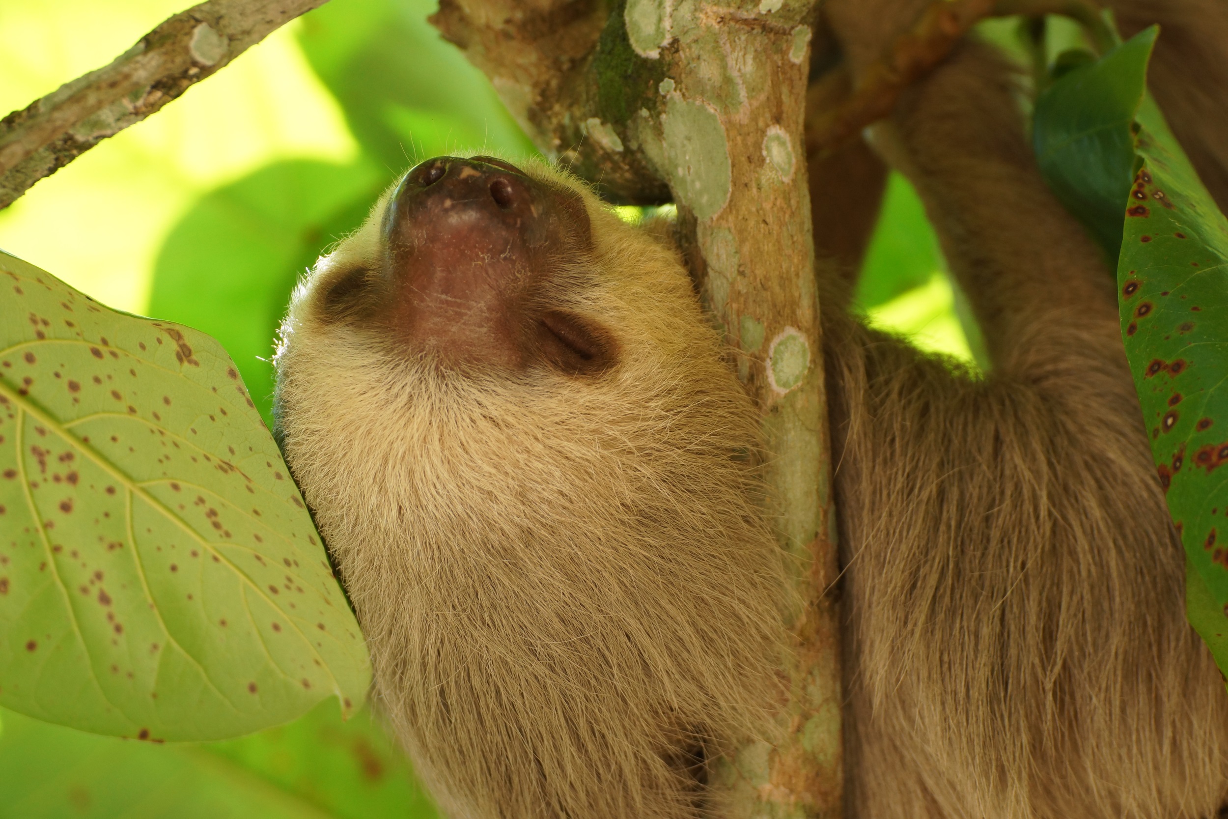Der Obermieter am Restauranttisch