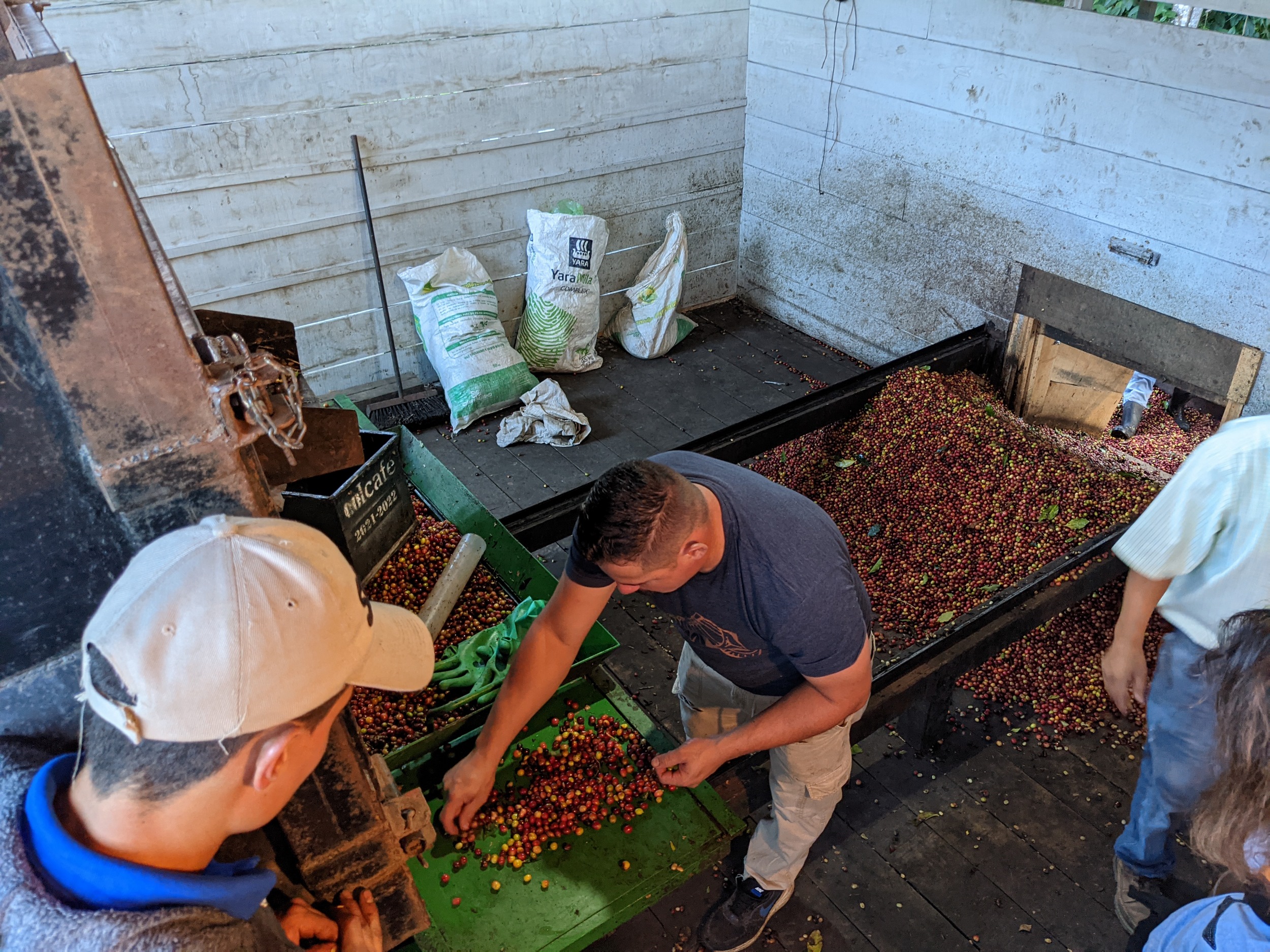 Bewertung, wie viele grüne sind drin