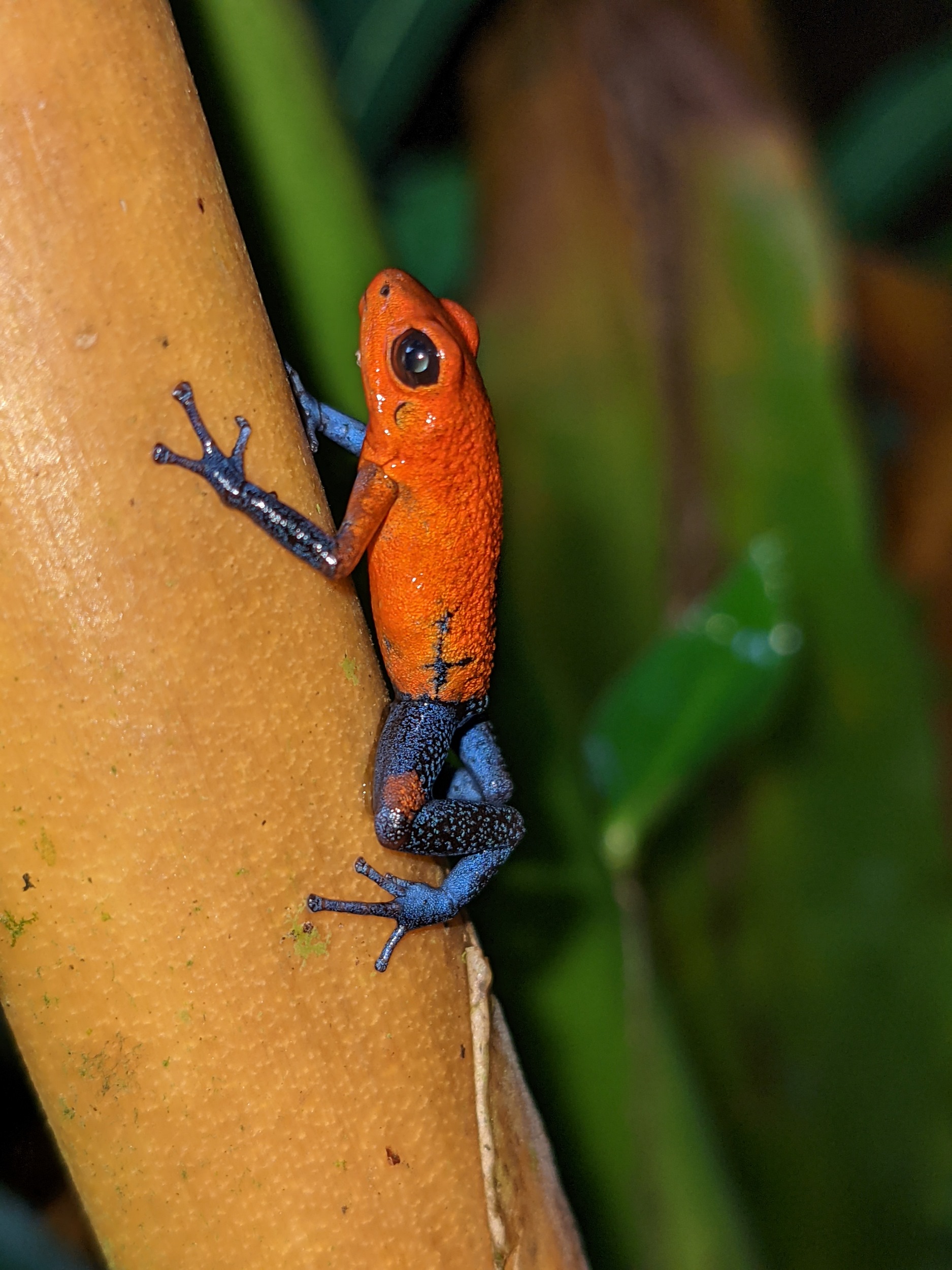 Pfeilgiftfrosch - Blue Jeans Frog