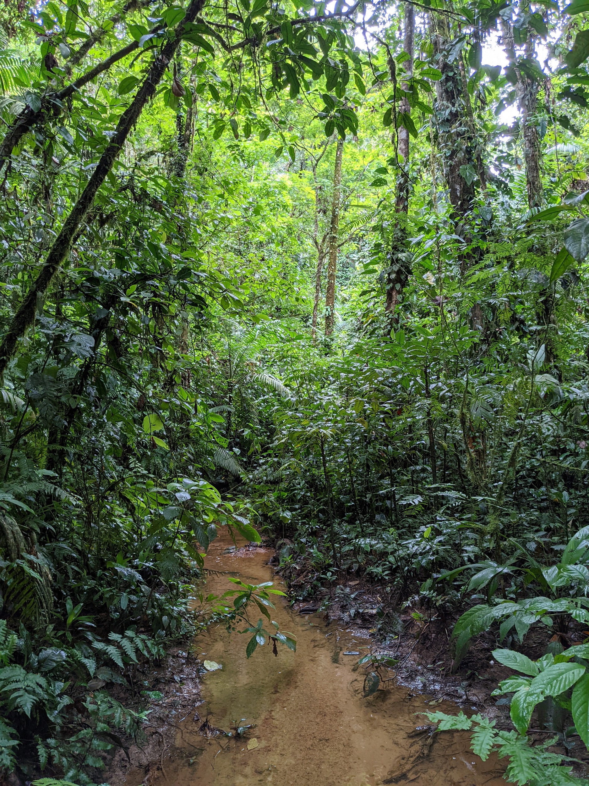 Im Primärregenwald - Jurassic Park