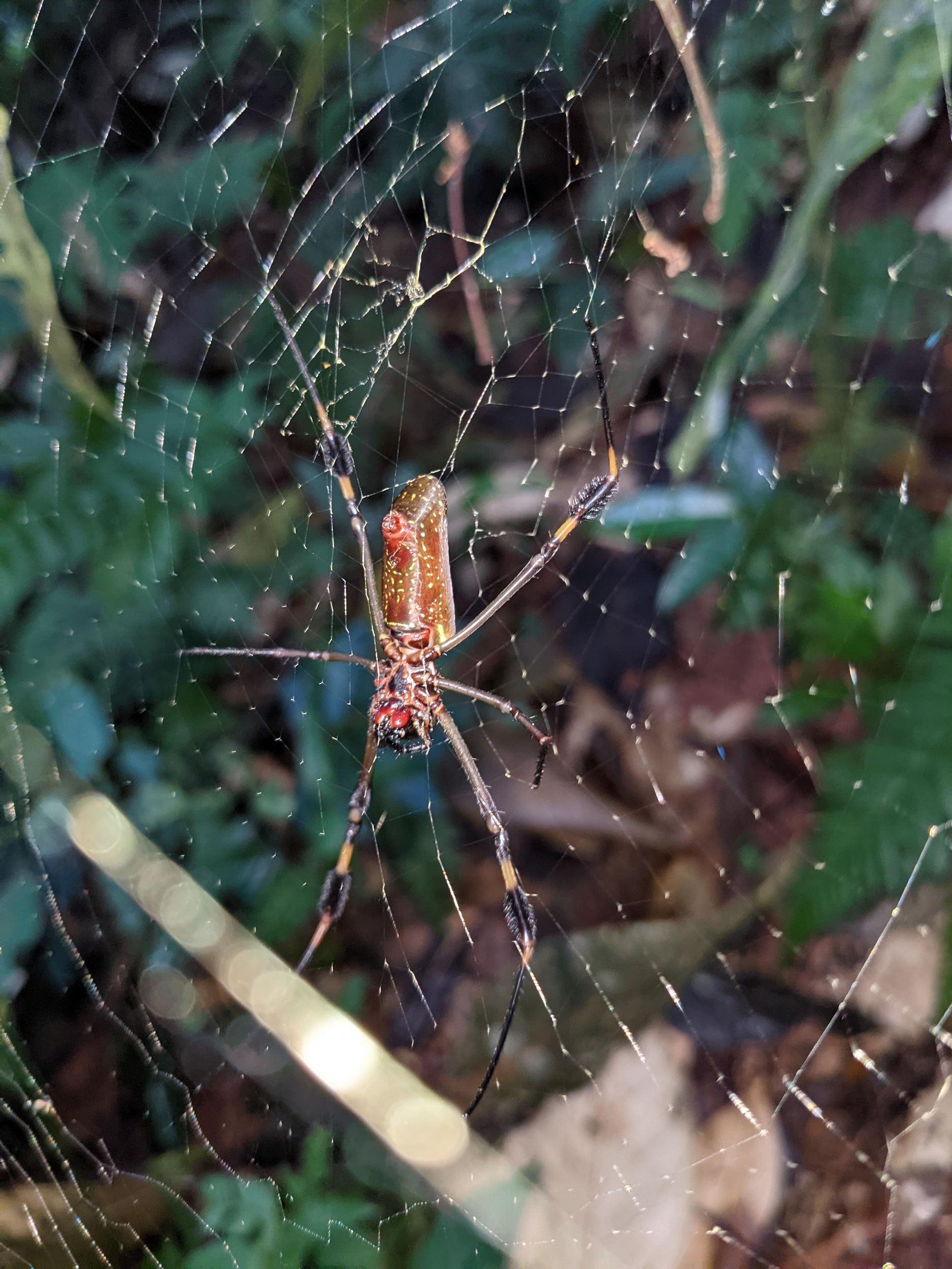 Spinne mit den goldenen Fäden