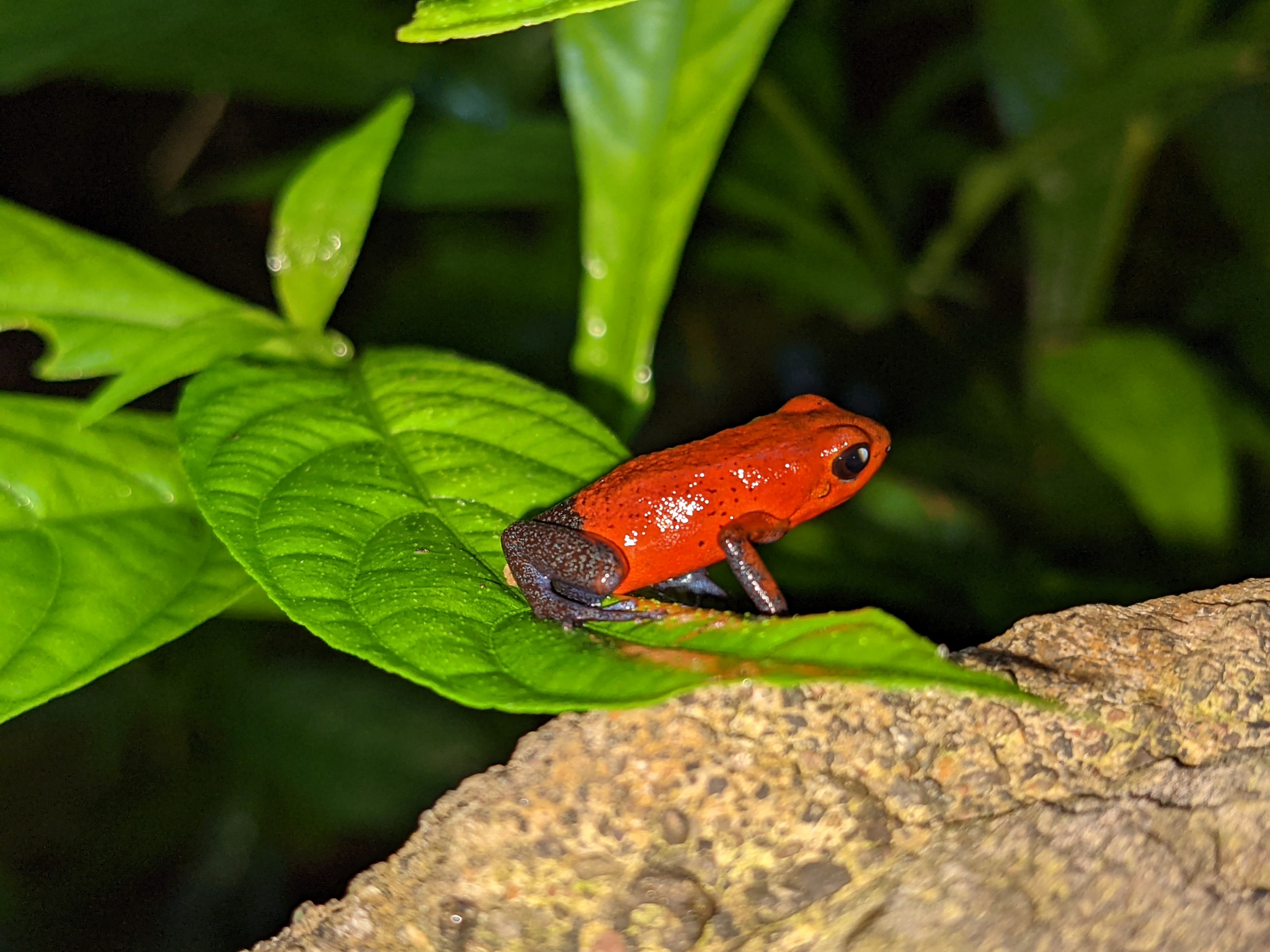 Blue Jeans Frog - übrigens nur gut Fingernagel groß