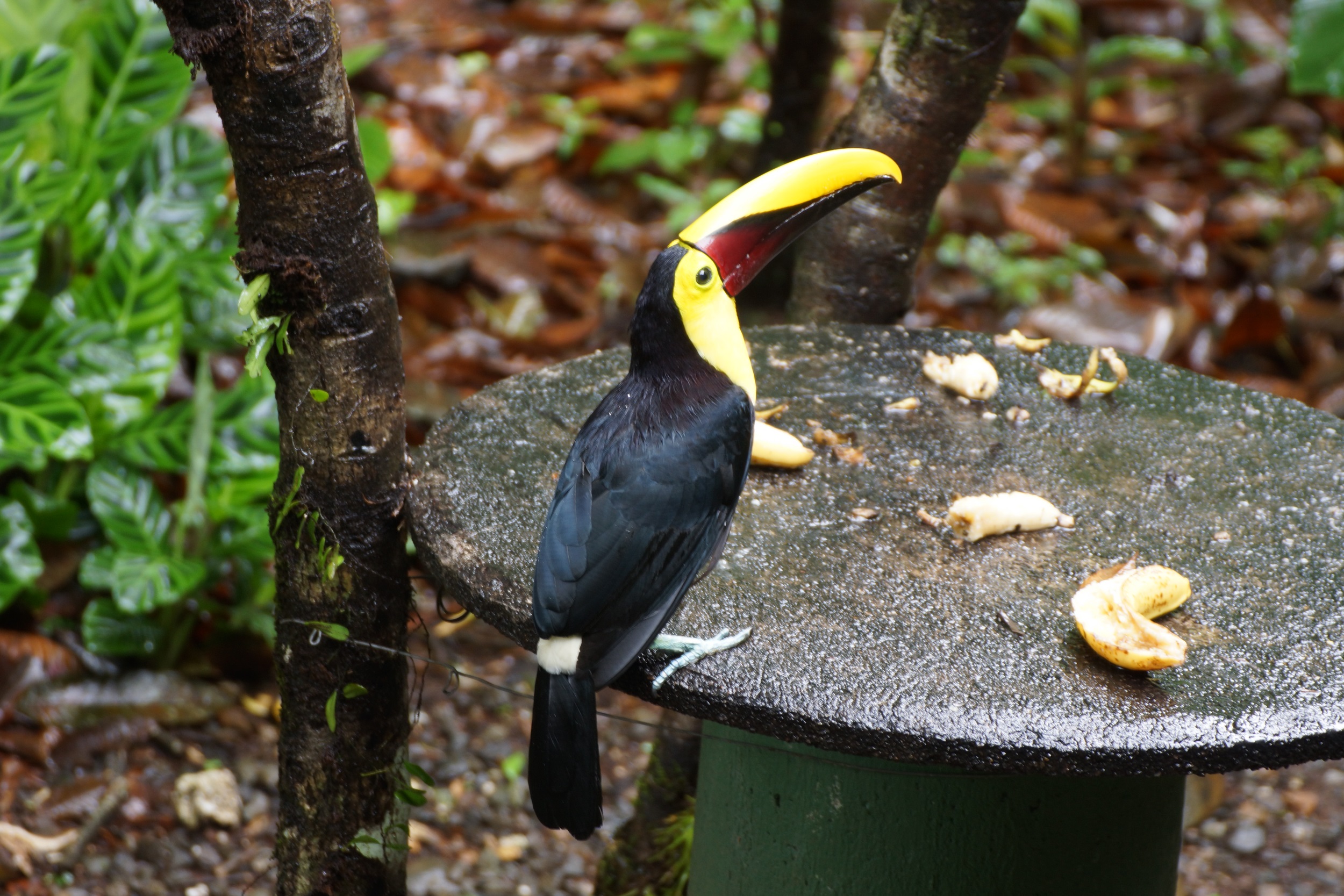 Tukan auf dem Präsentierteller