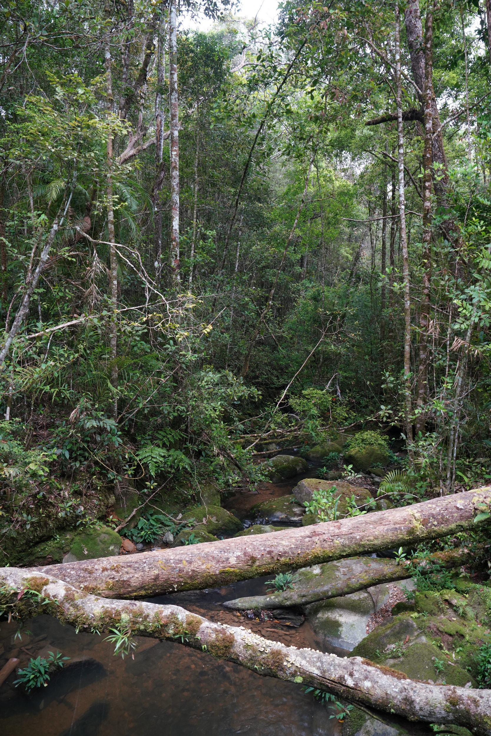 Subtropischer Regenwald