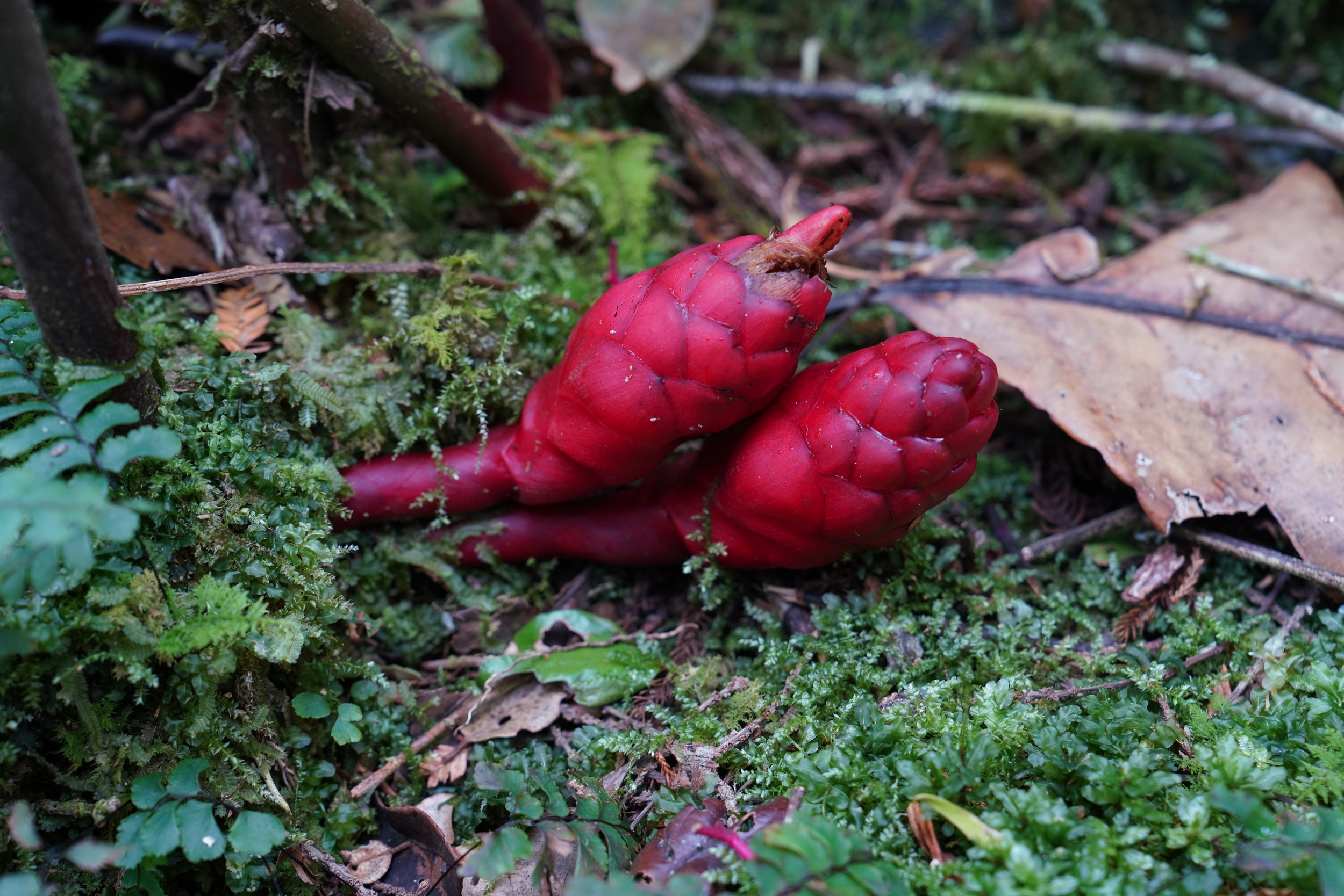 Das ist die Knospe einer Ingwerblüte