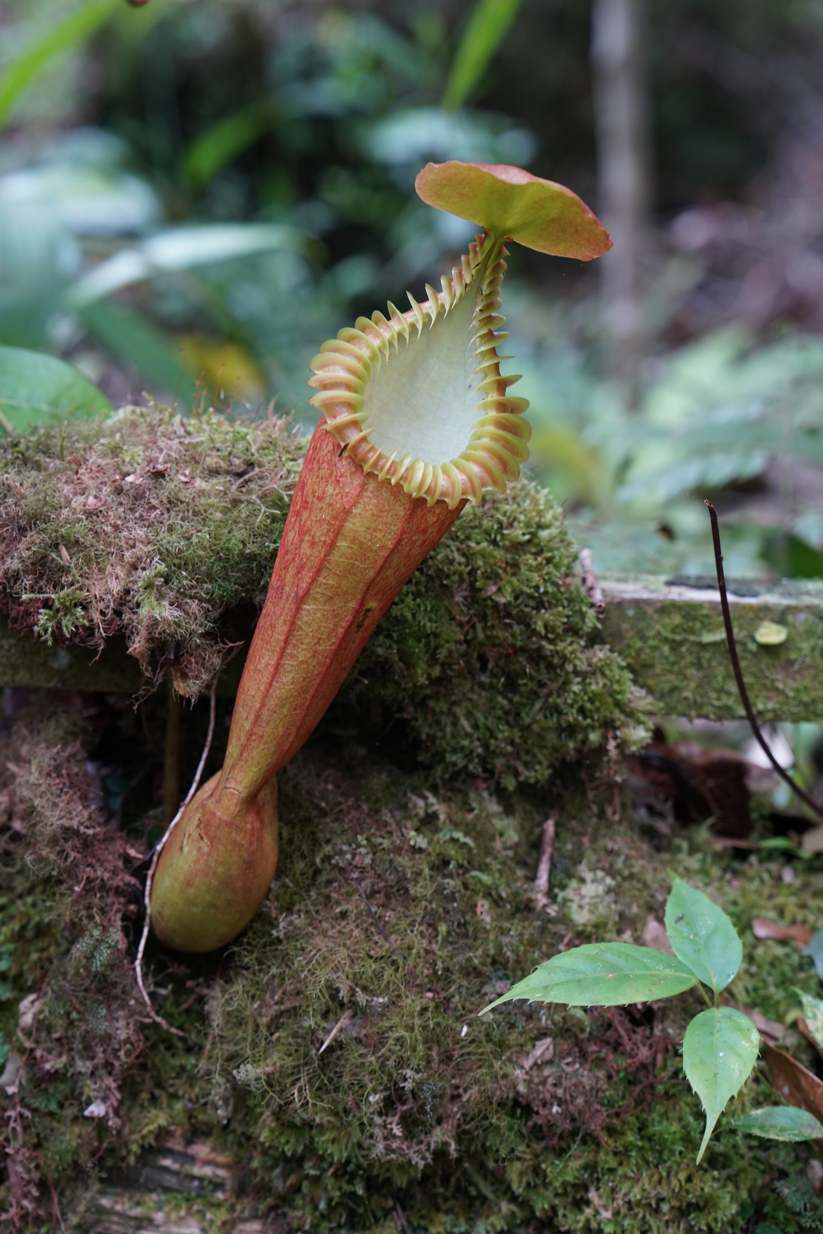 Fleischfressende Pflanze im Botanischen Garten