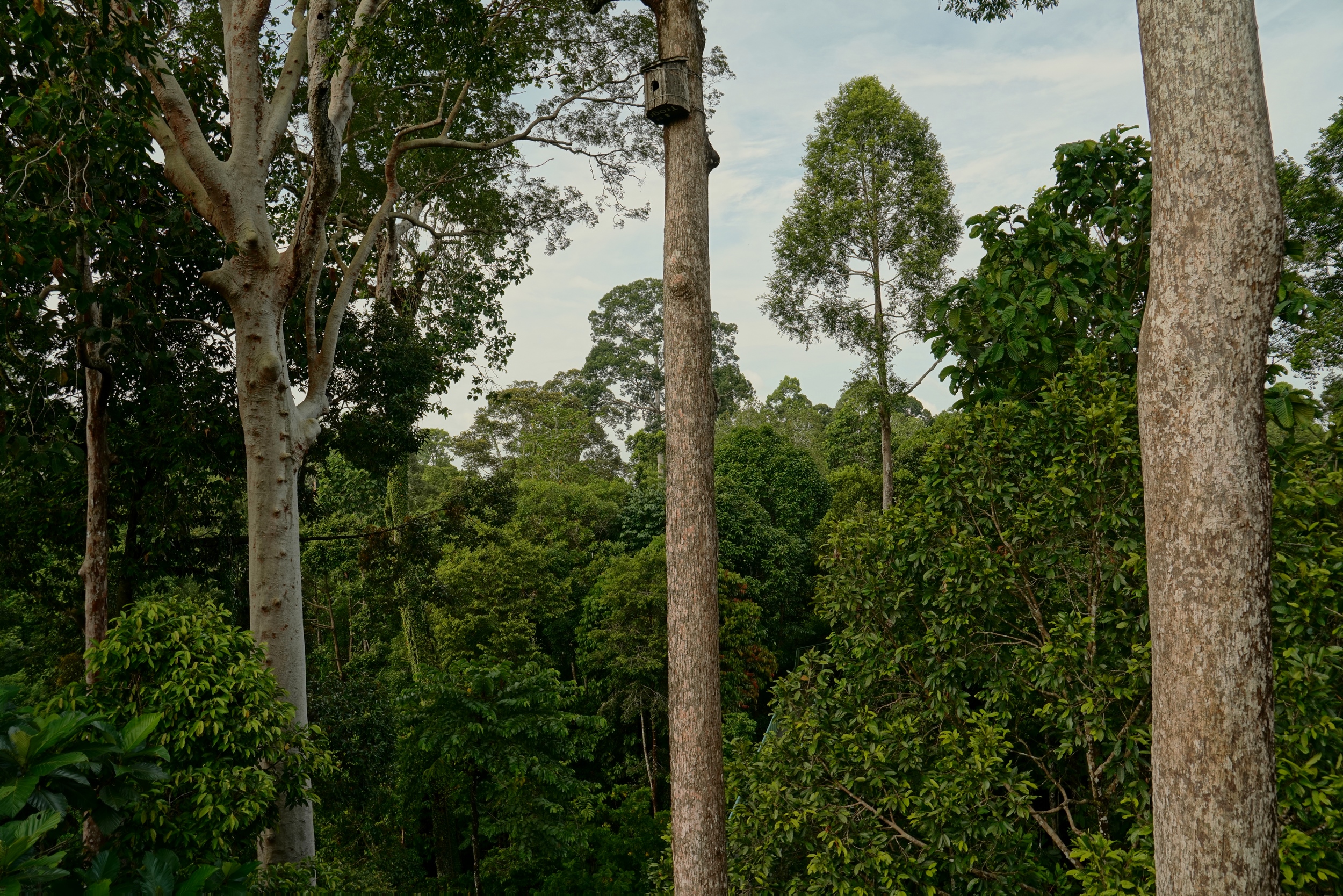 Welcome to the Jungle