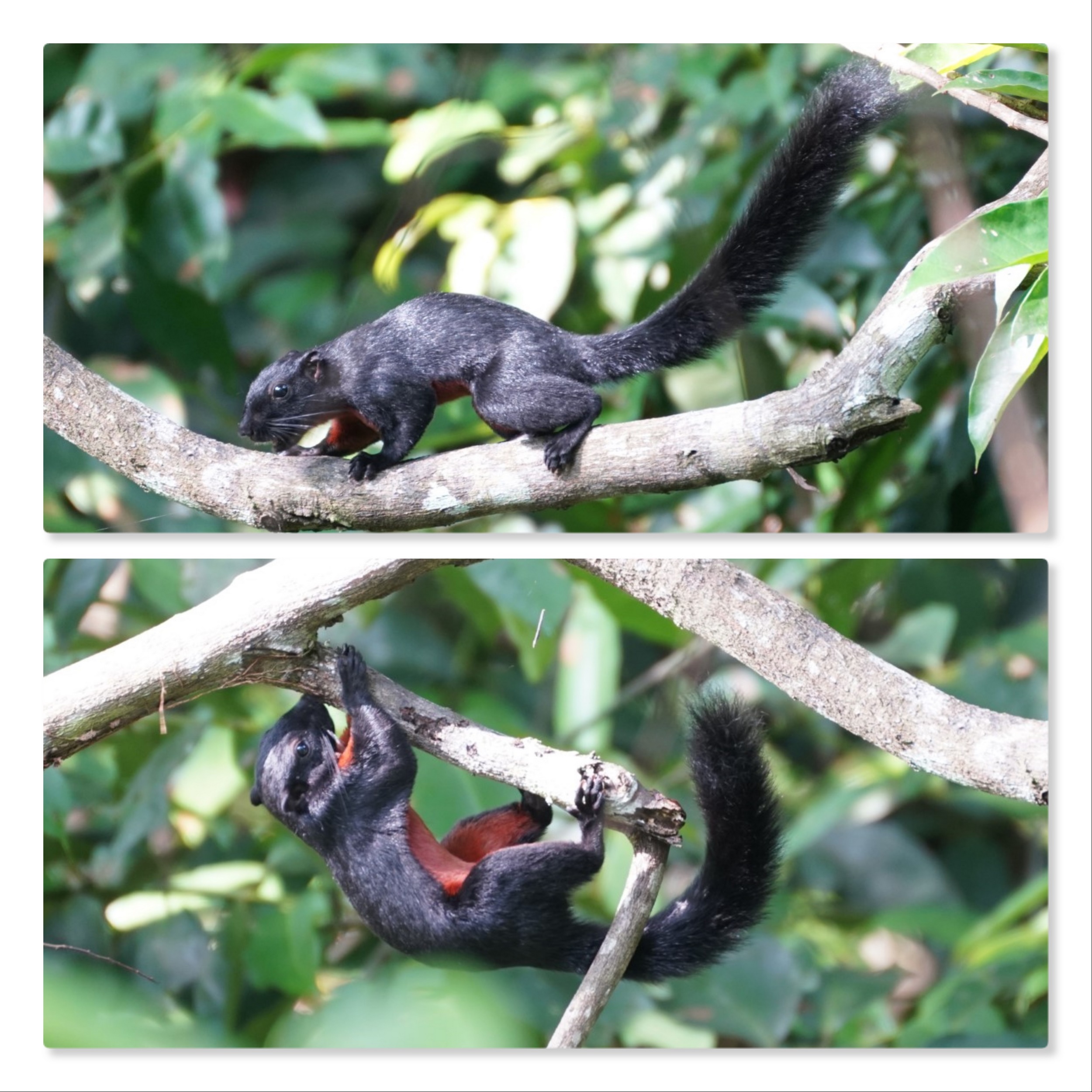 Schwarzes Eichhörnchen mit rotem Bauch