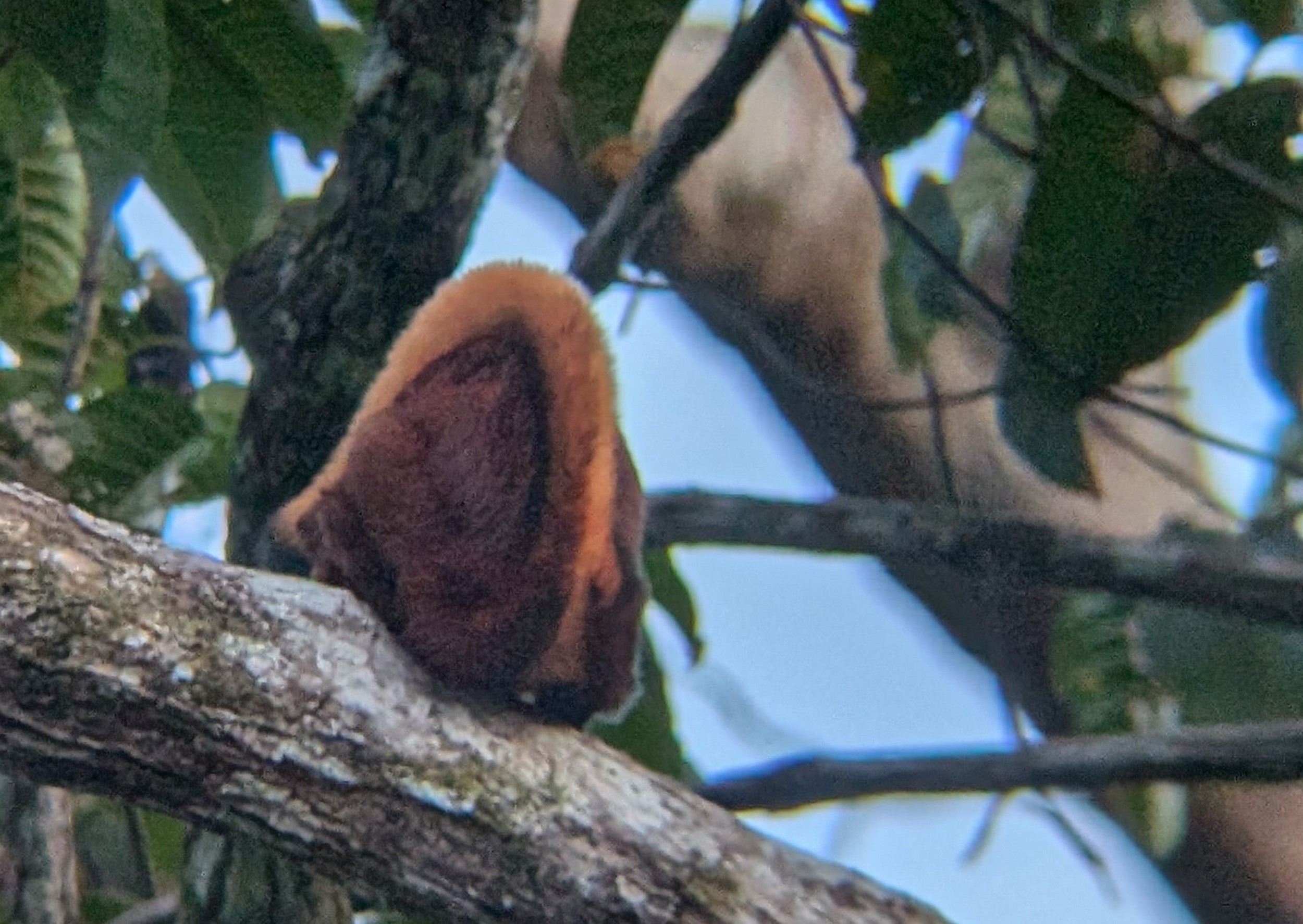Flughörnchen von hinten