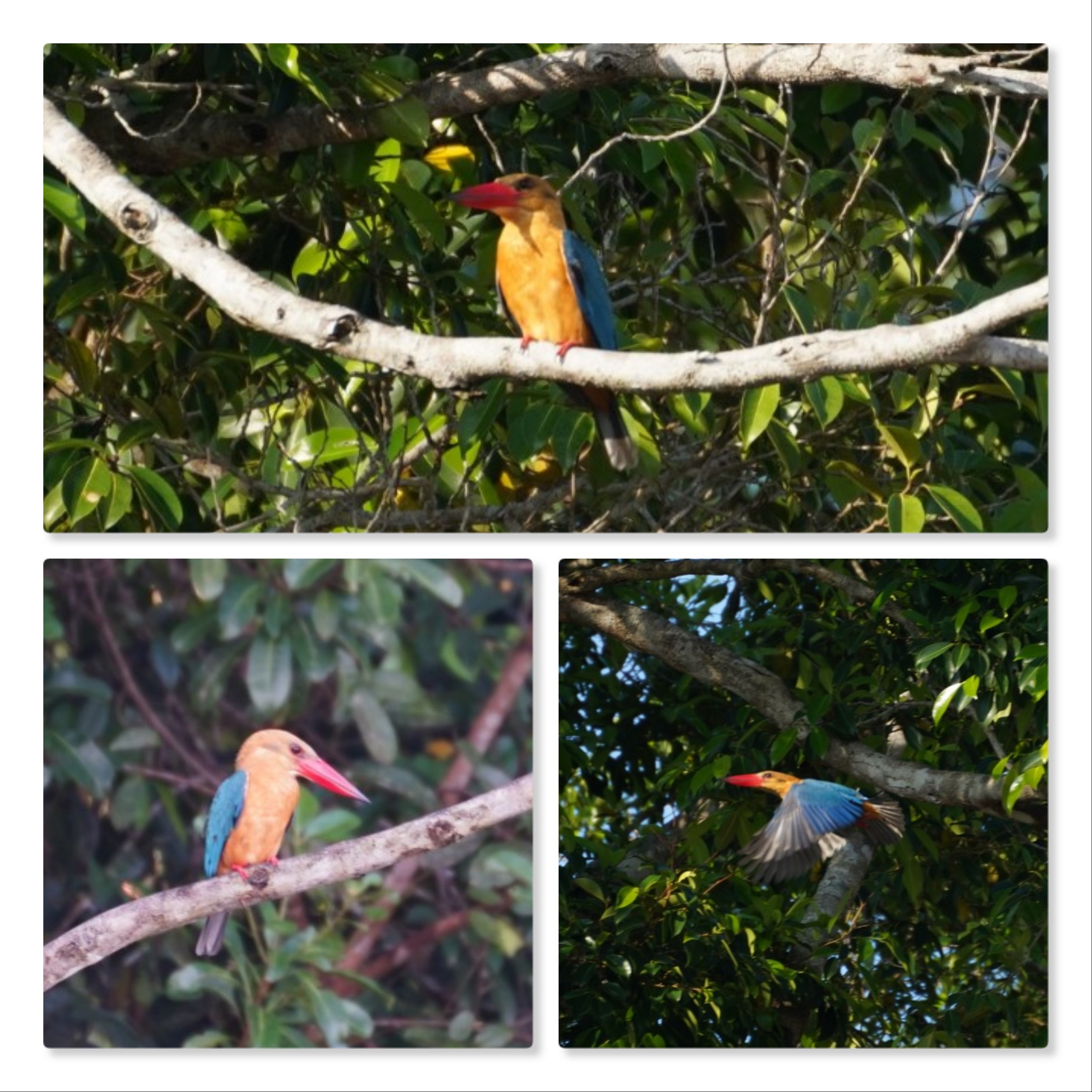 Eisvögel, die waren schon ziemlich groß im Vergleich zu denen in Europa