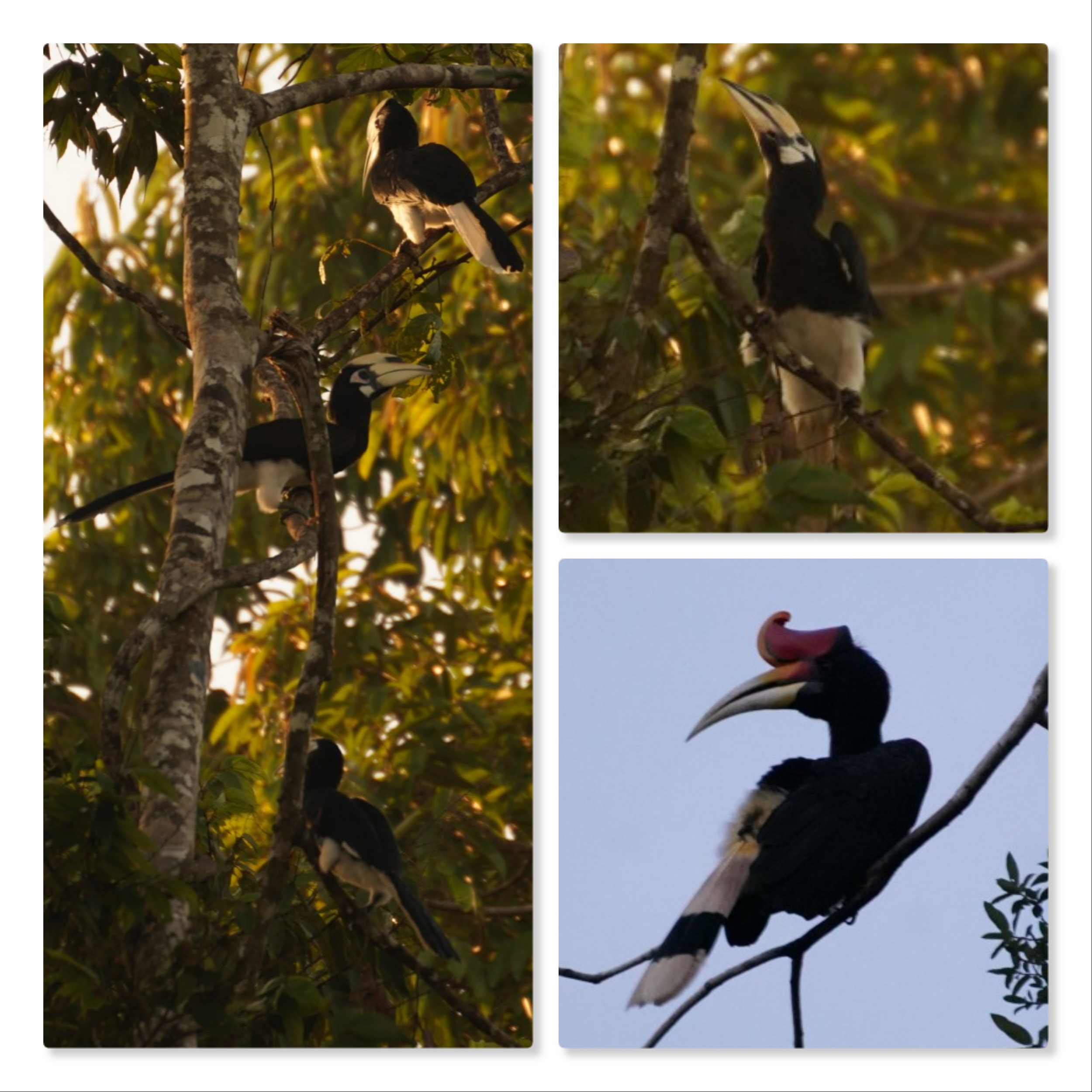 Hornbills, früh morgens und sät abends