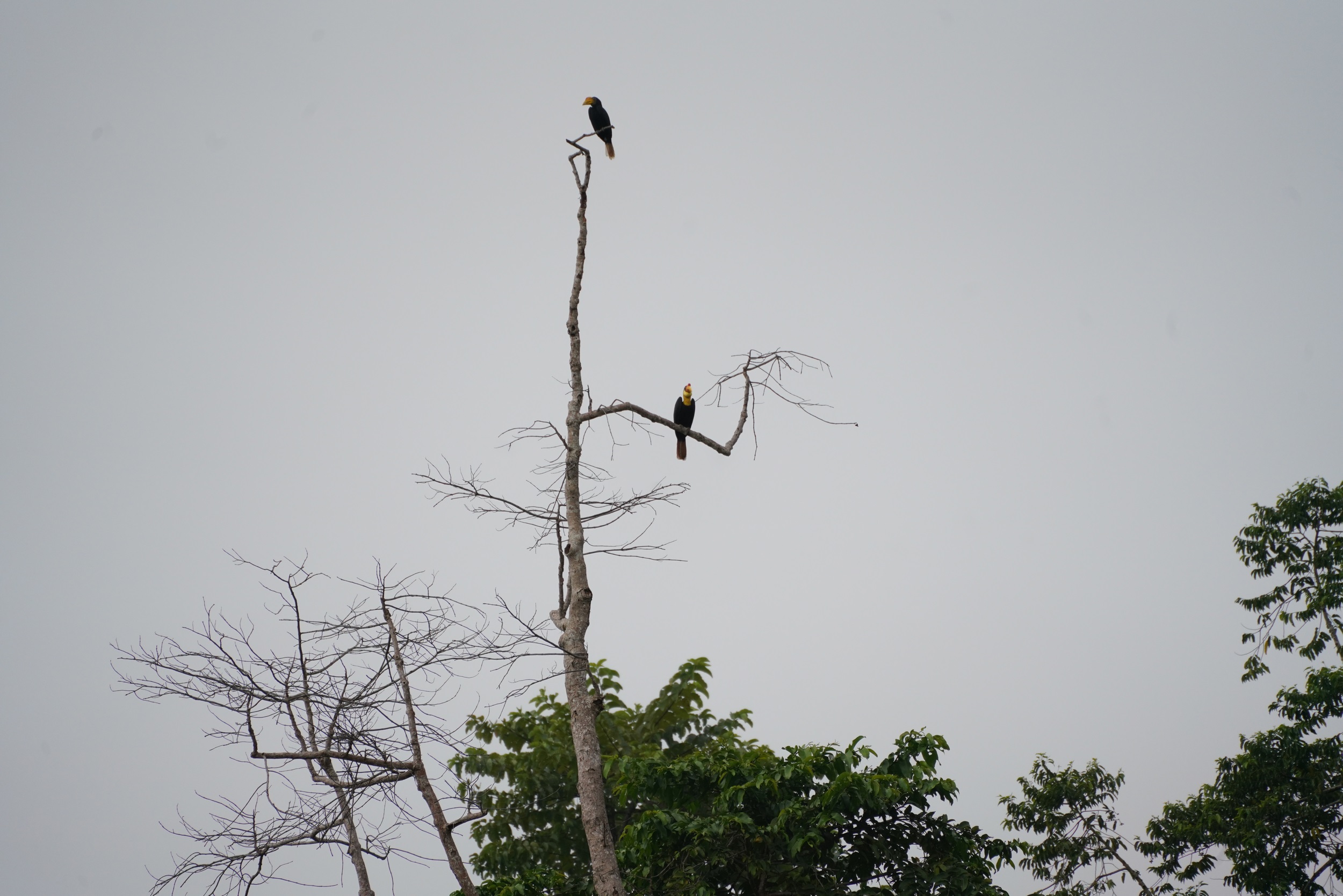 Unterwegs noch mal Hornbills gesehen