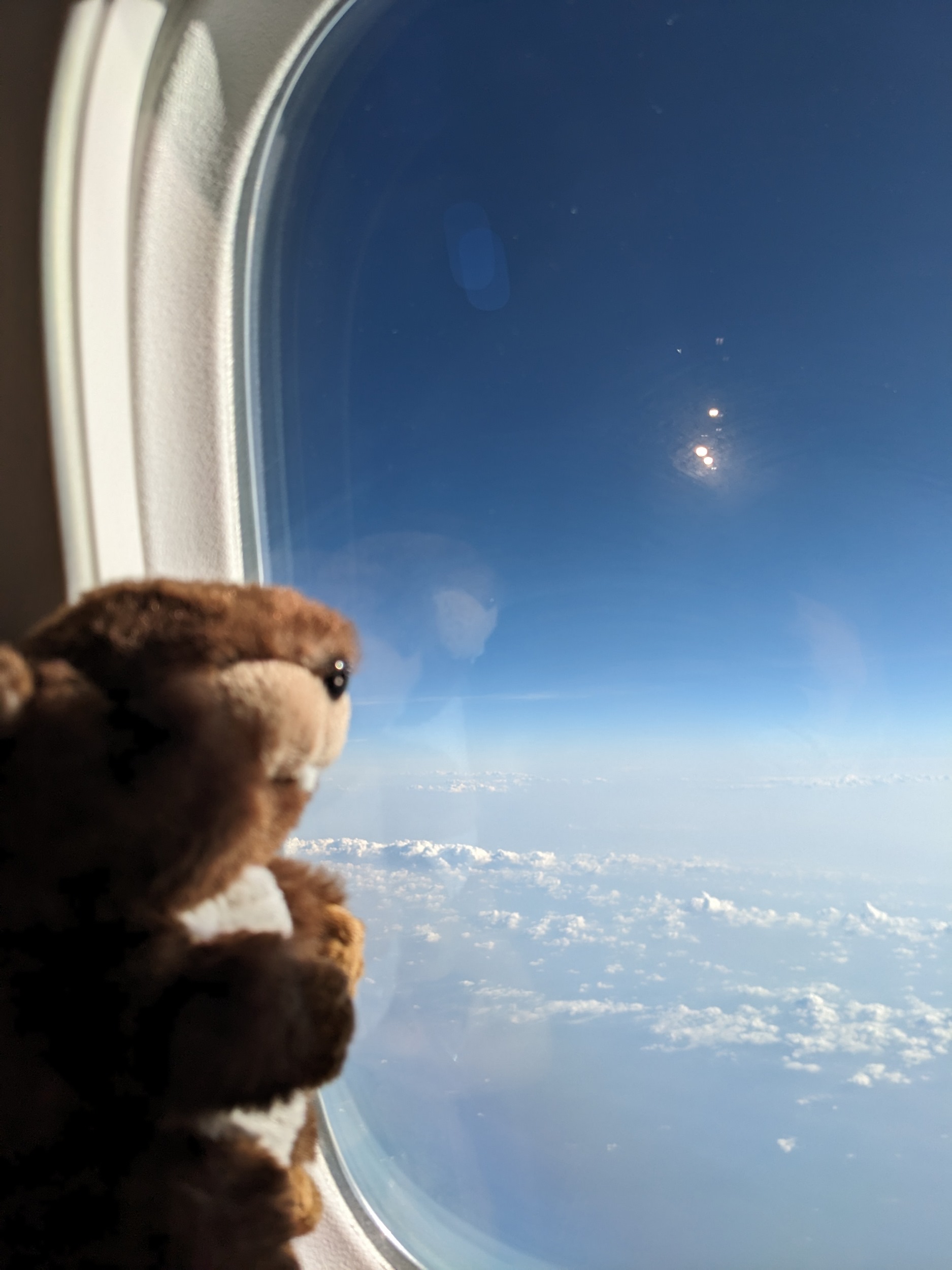 Der Globetrotter Arthur geniesst die Aussicht am Fenster