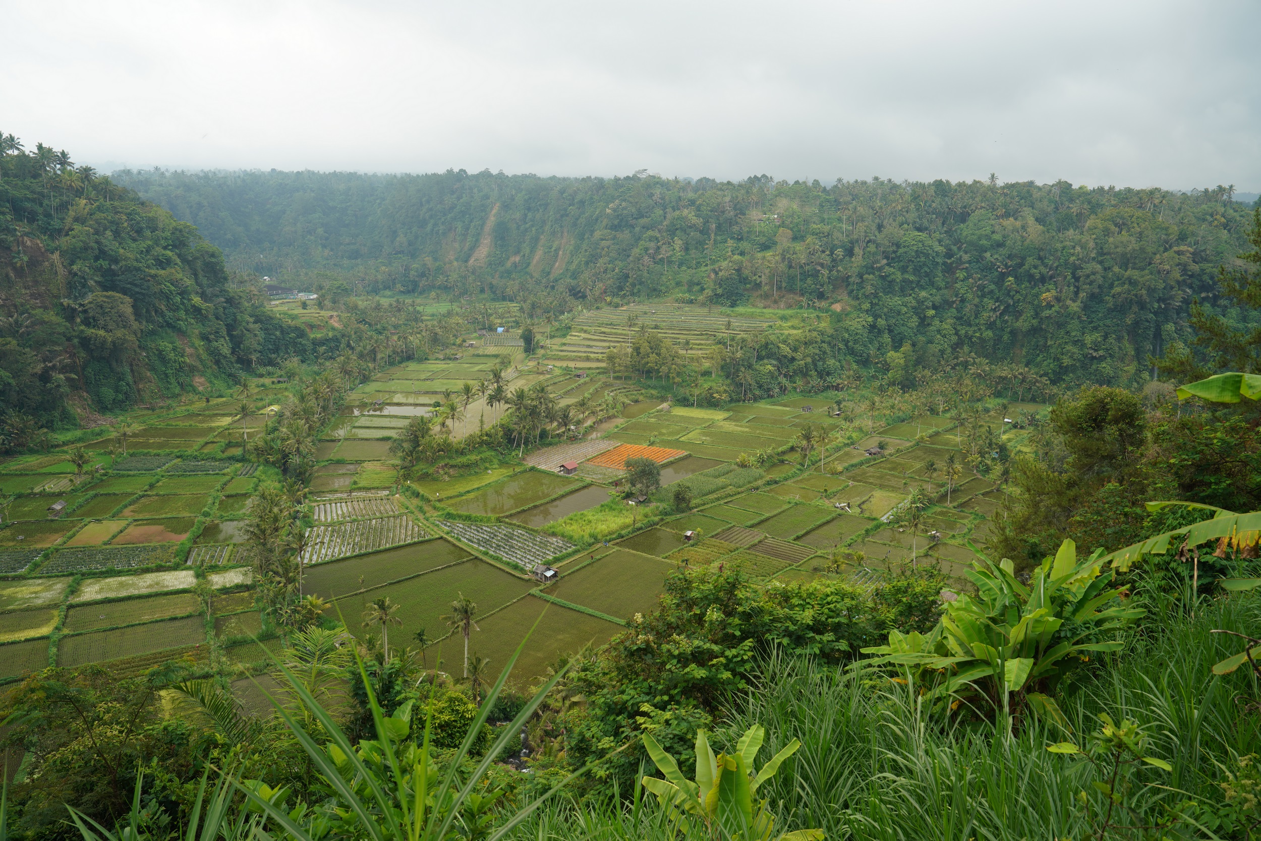 Weiter unten auch wieder Reisfelder