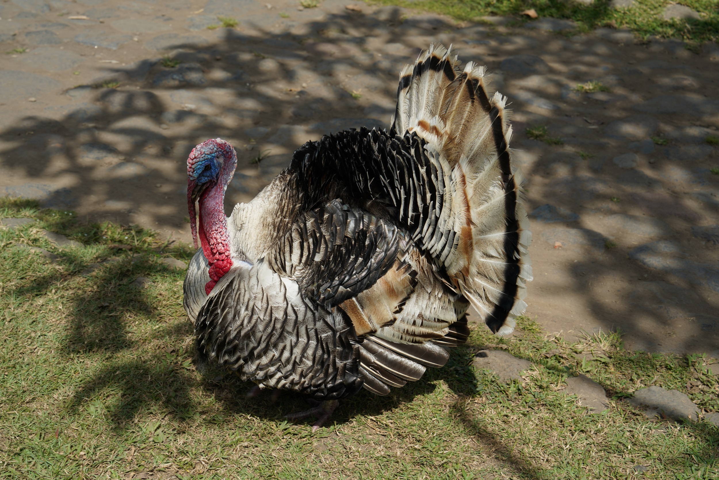 Bewohner von Tenganan