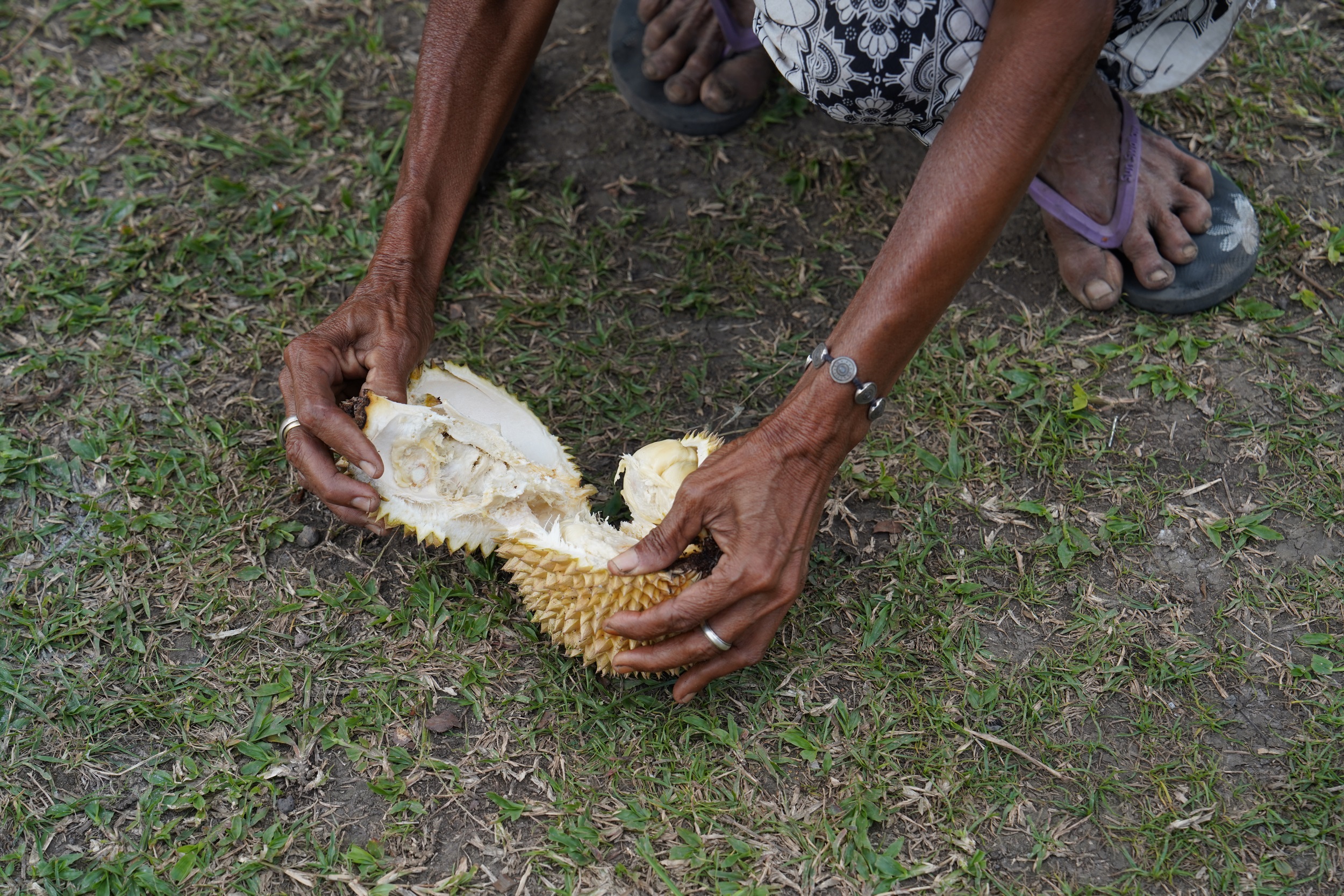 Die schlachtet eine Durian für uns