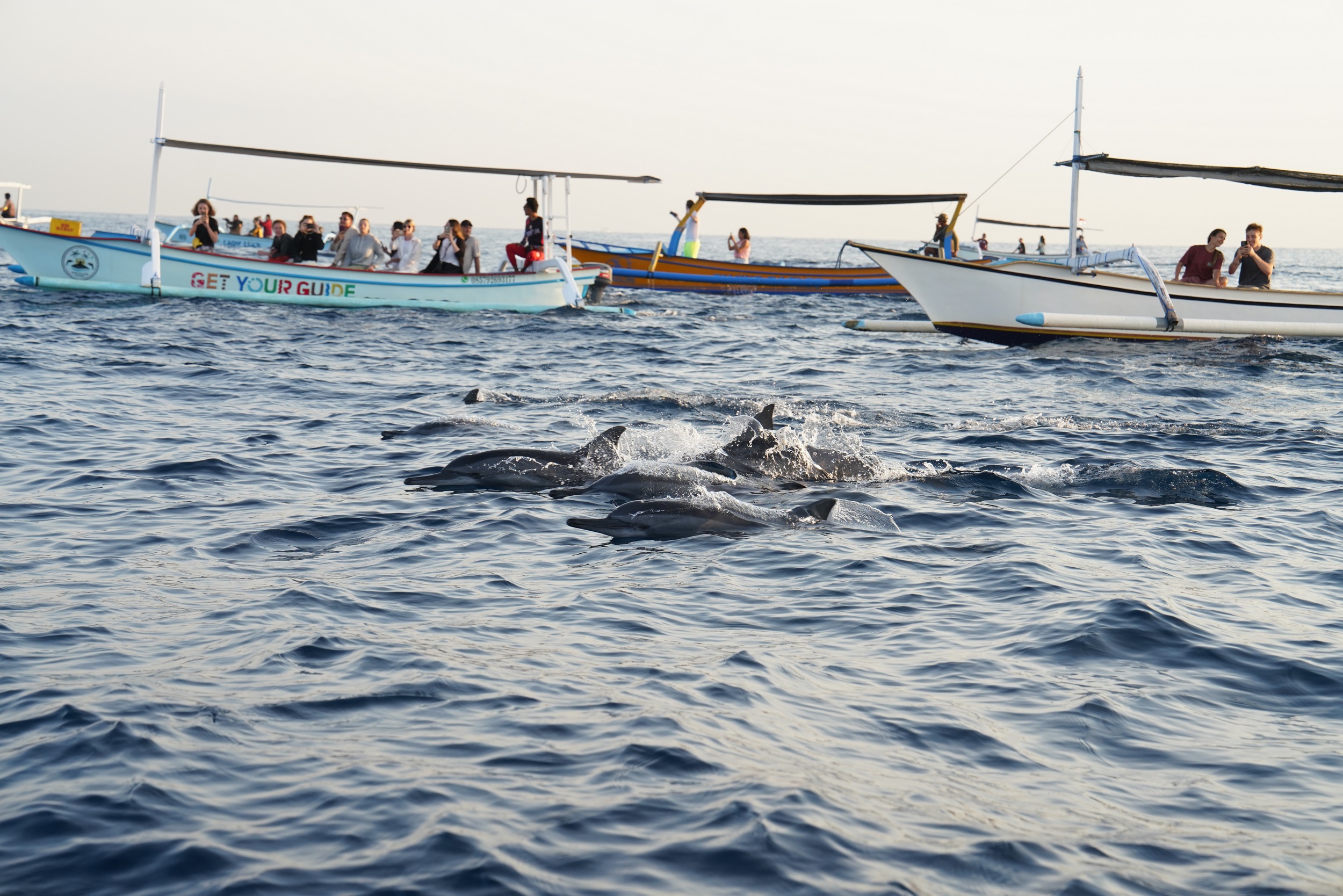 Fototermin mit Delphinen