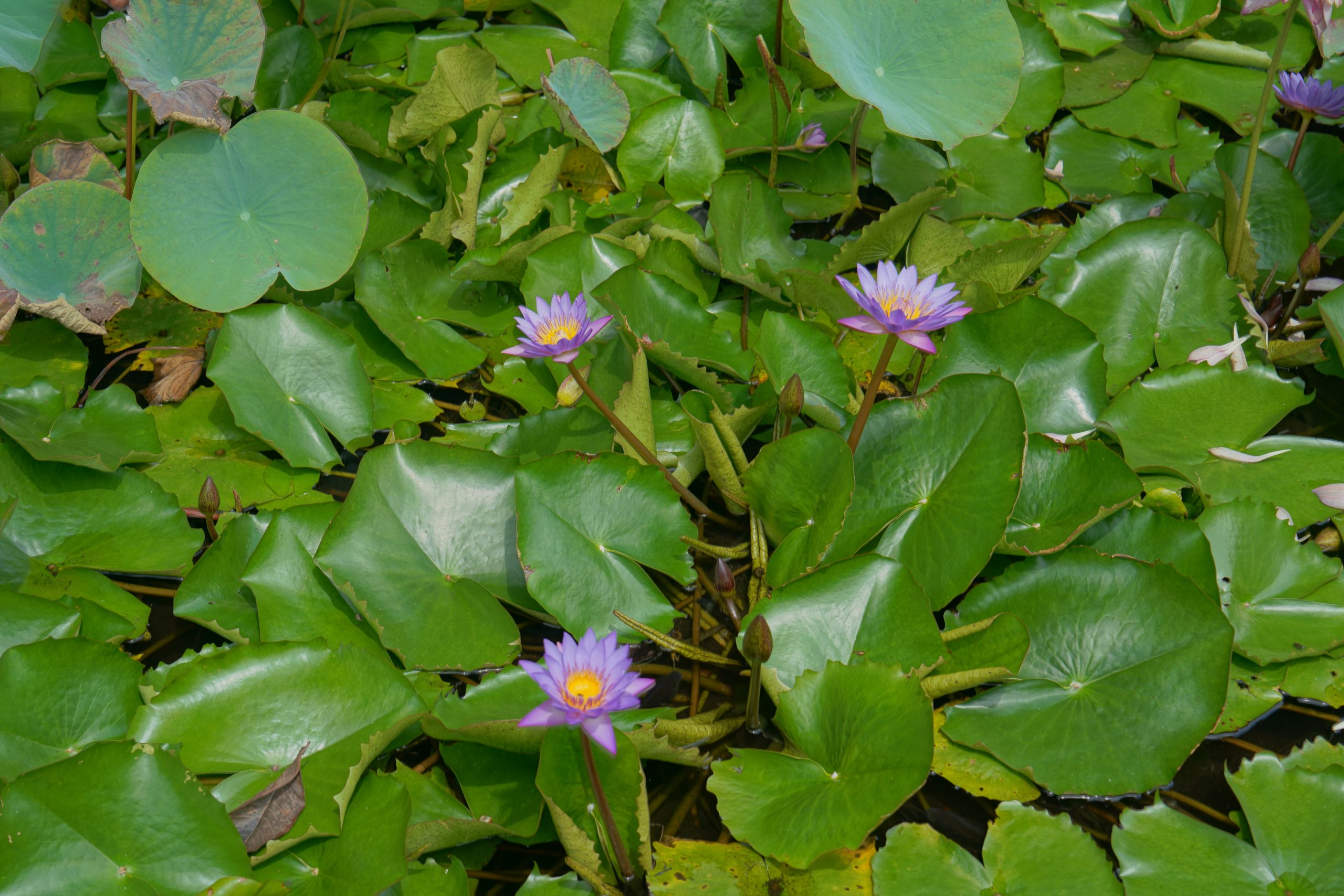 Lotusblumen im Tümpel