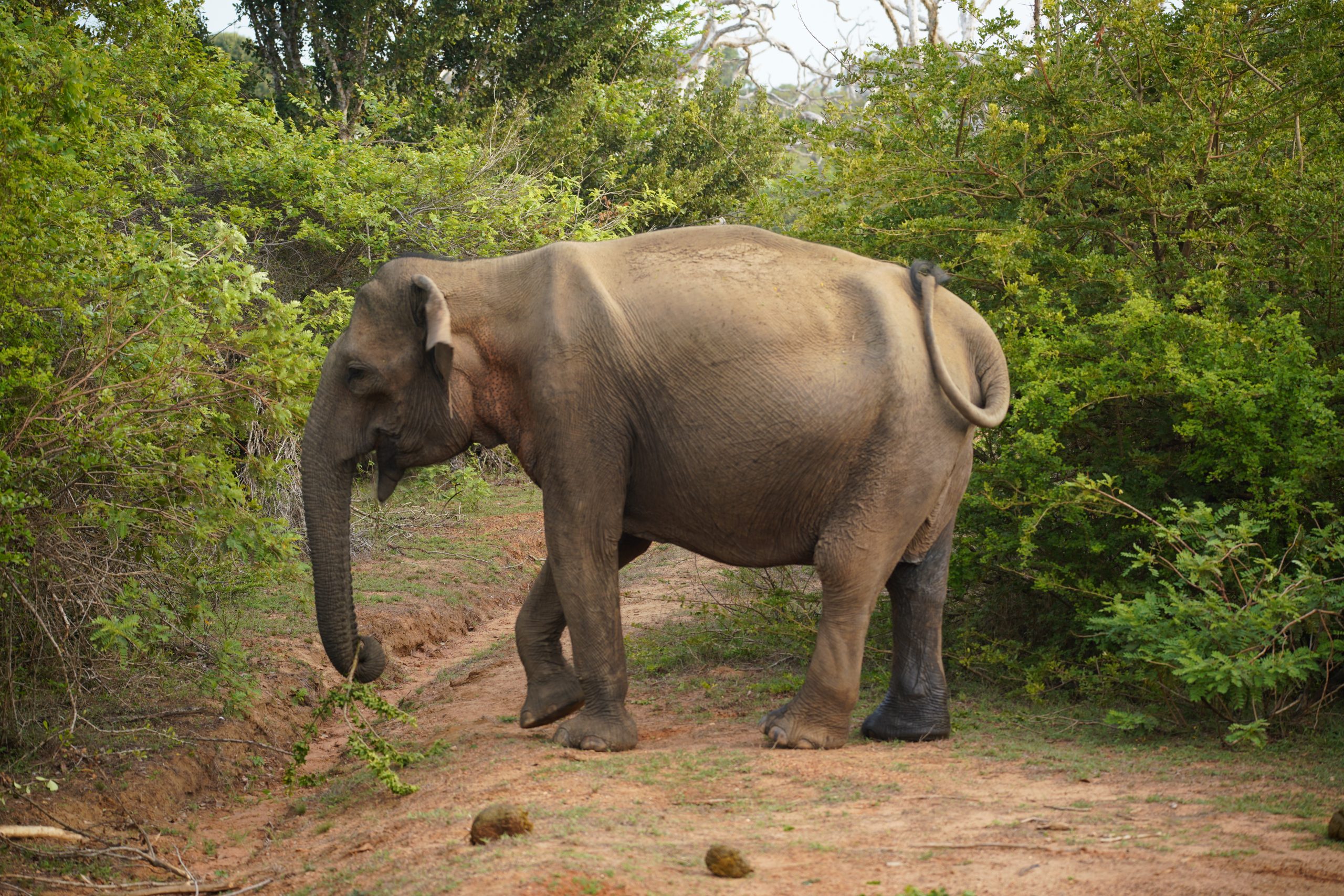 Elefant
