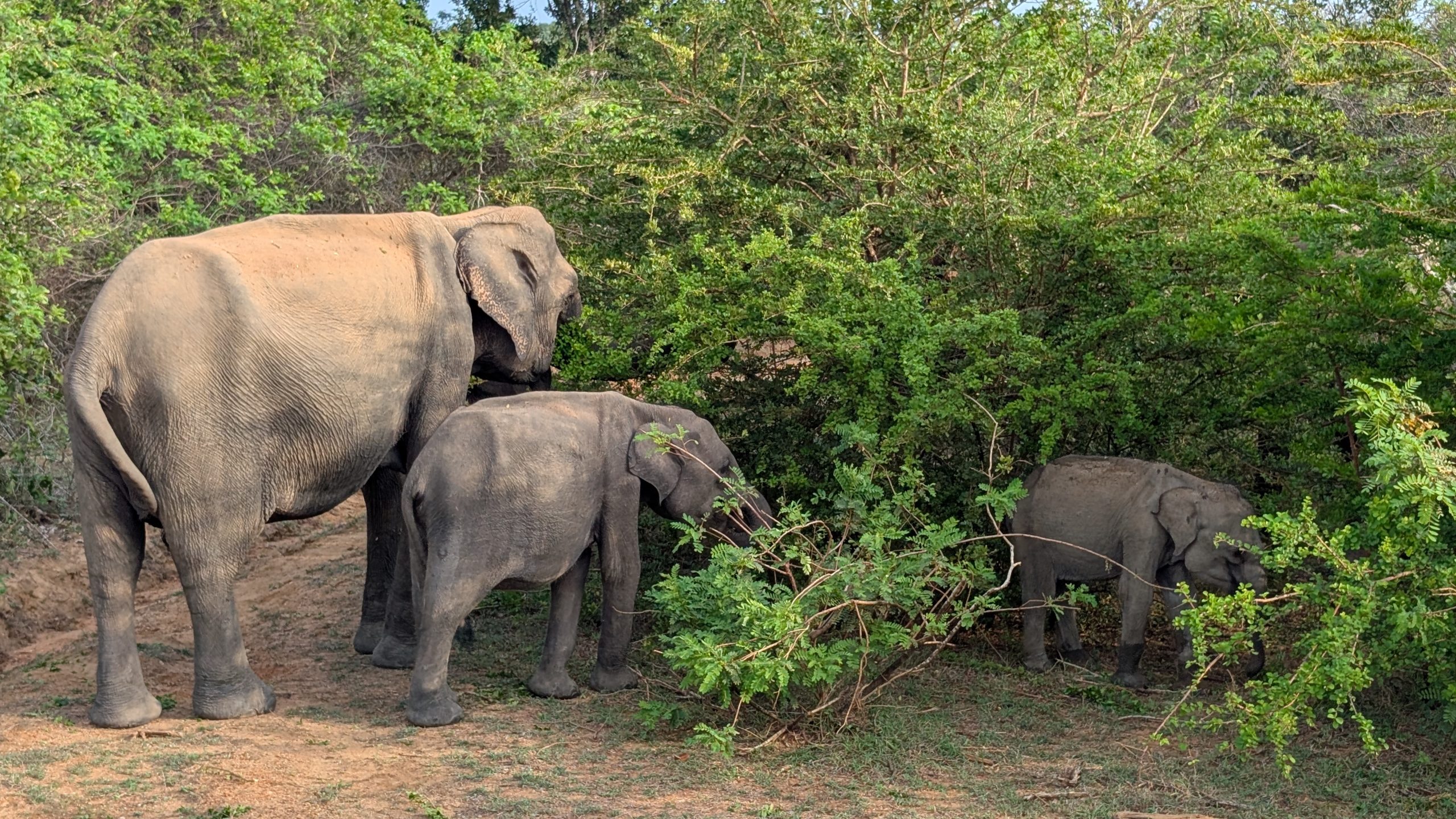 SriLankaMaur_2025_2053000