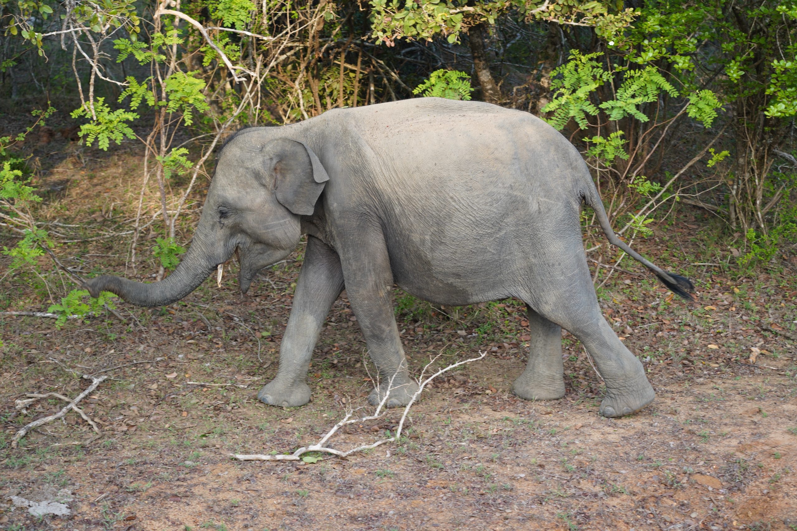 SriLankaMaur_2025_2062000