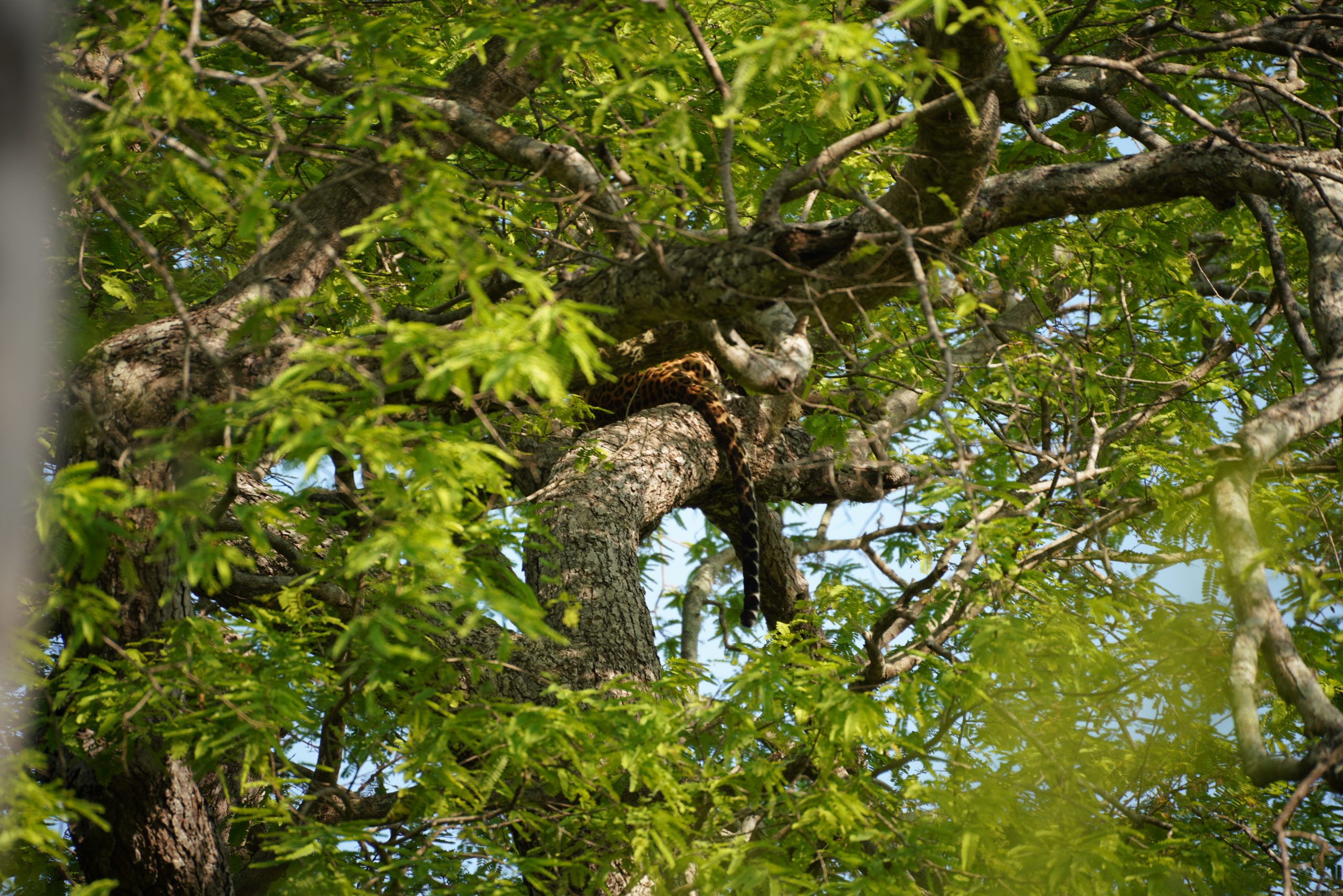 Schwanz des Leoparden