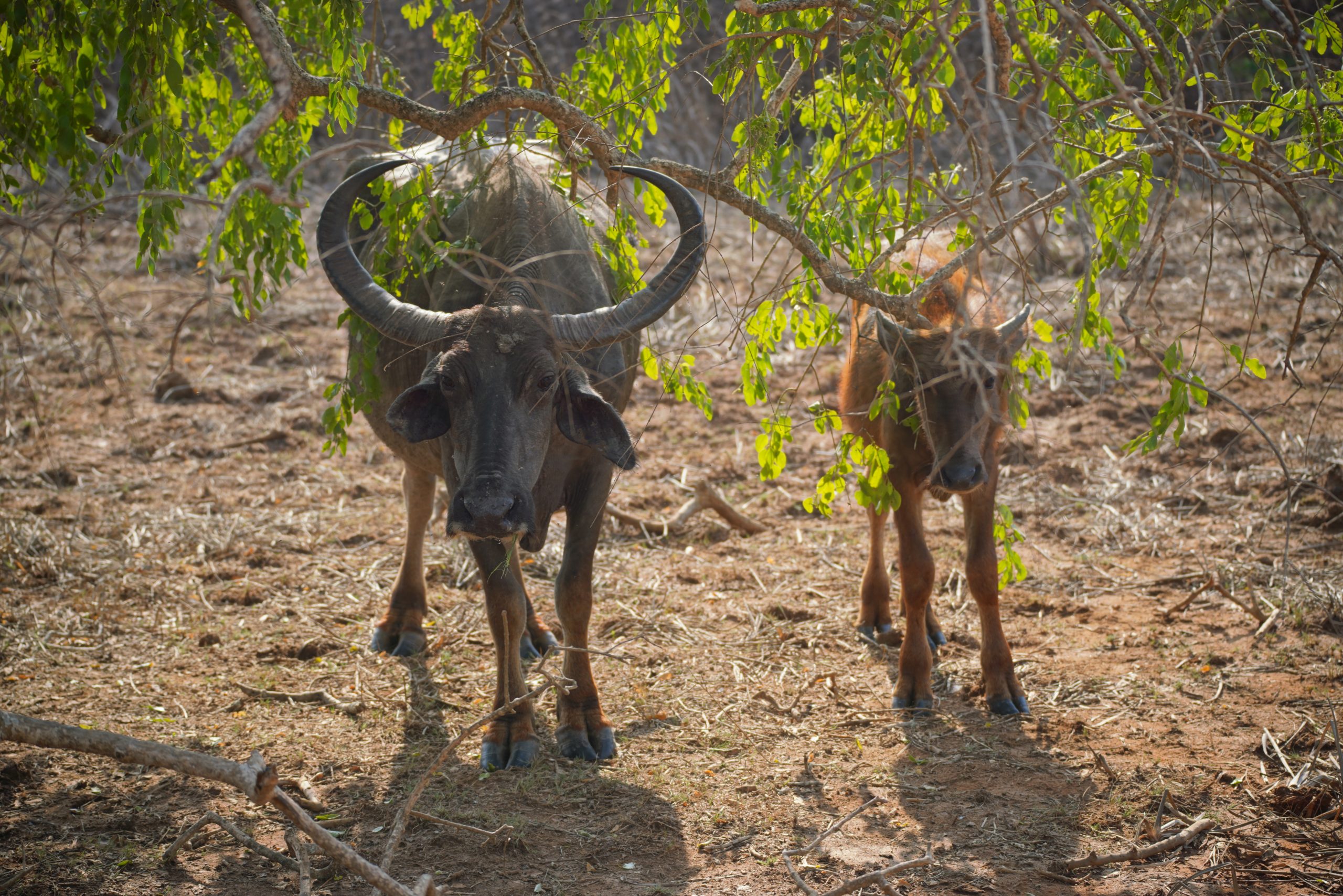 SriLankaMaur_2025_2099000