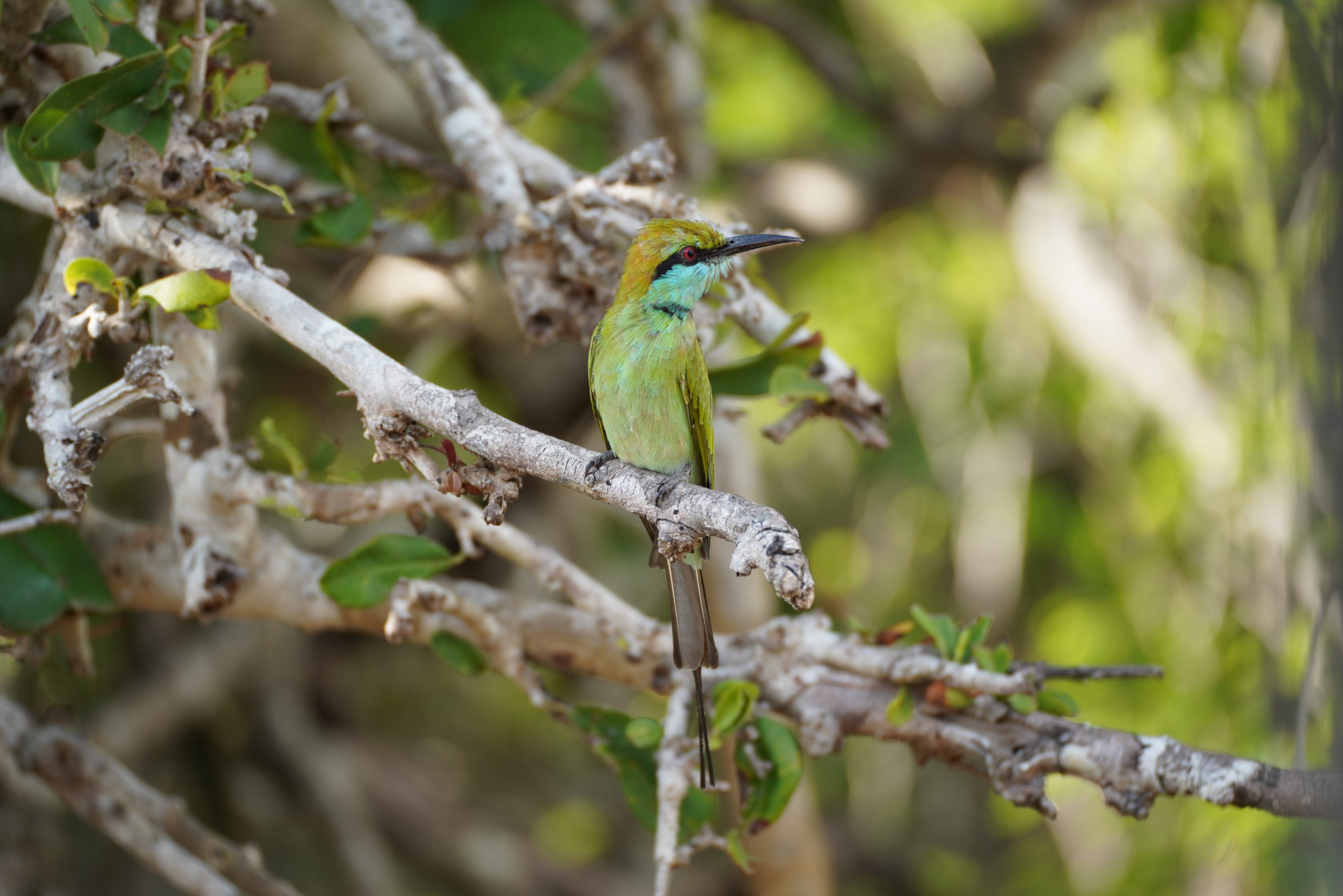 SriLankaMaur_2025_2104000