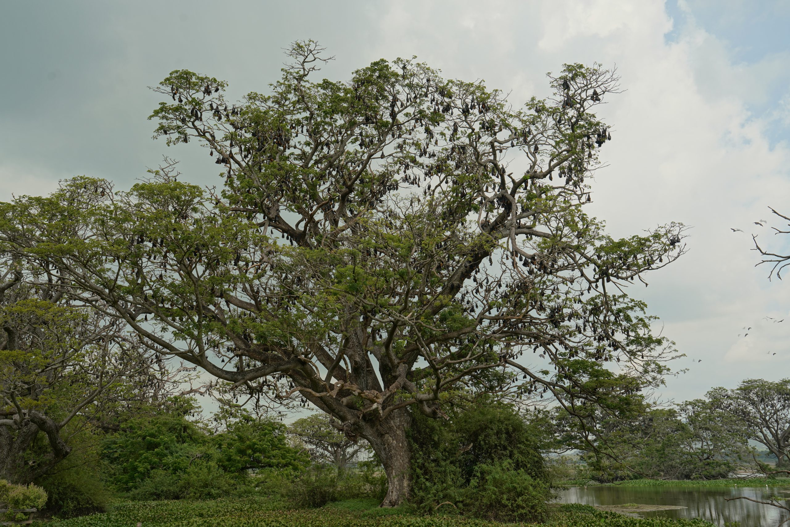 Ein ganzer Baum voll Flughunde